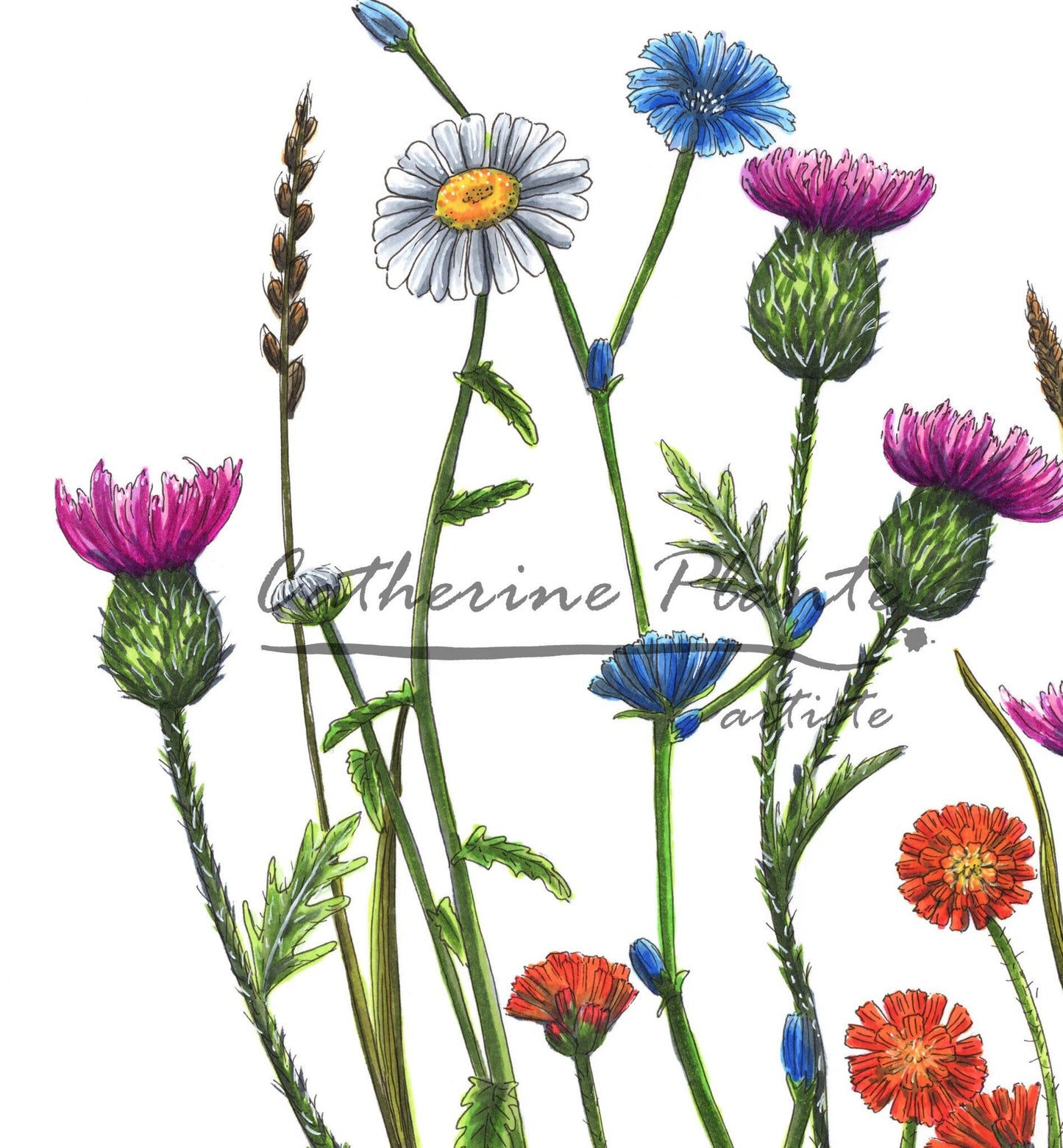 Large Art Print - Flycatcher and Wildflowers