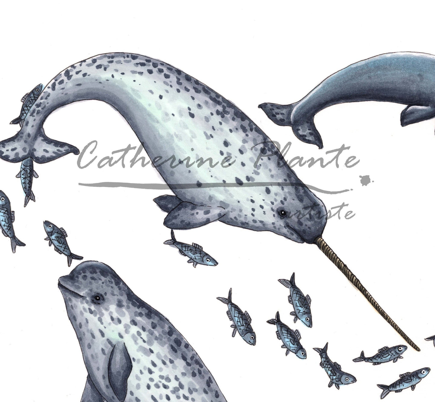 Art Print - Narwhal Heart