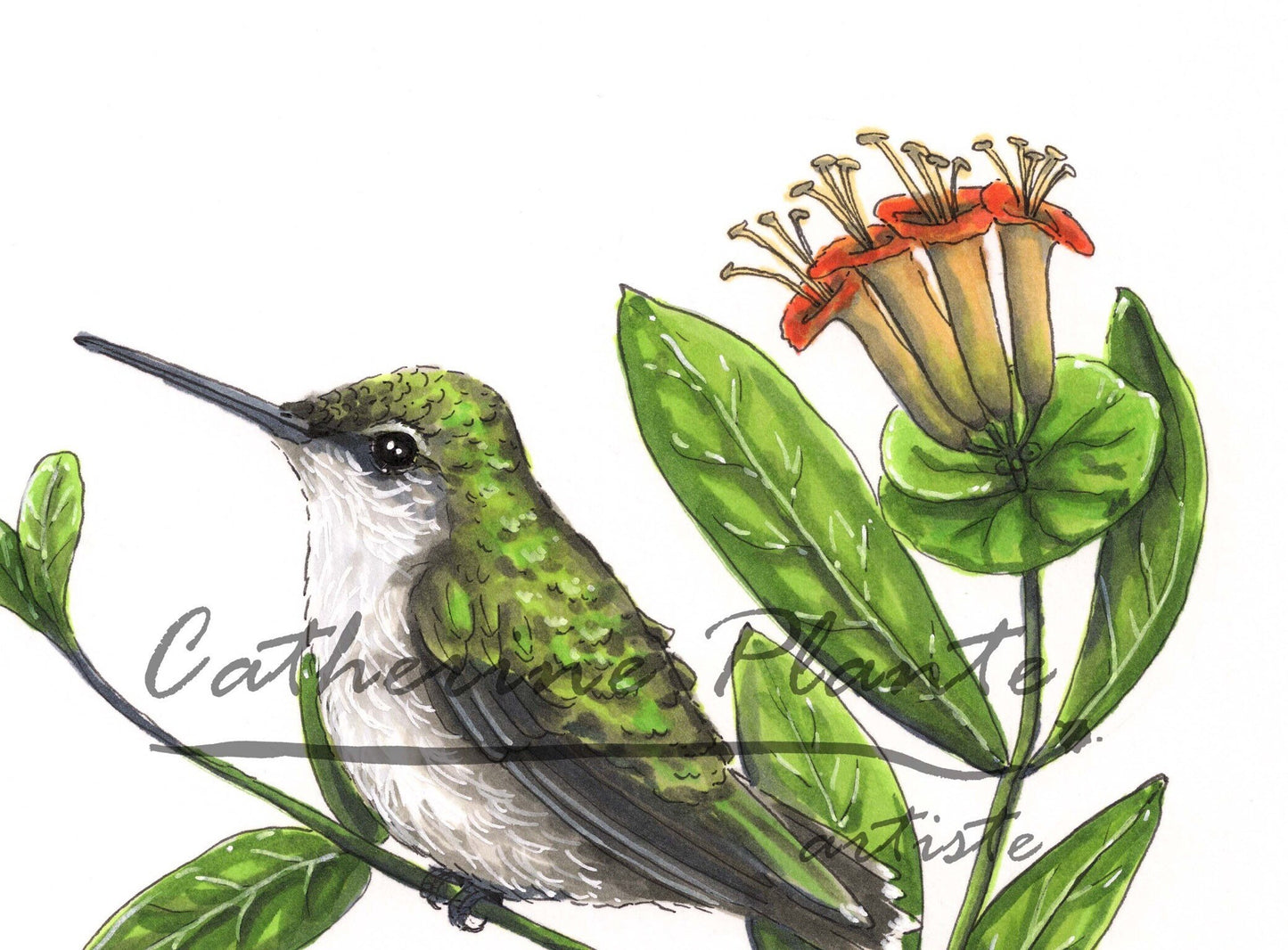 Impression d'art - Colibris et chèvrefeuille