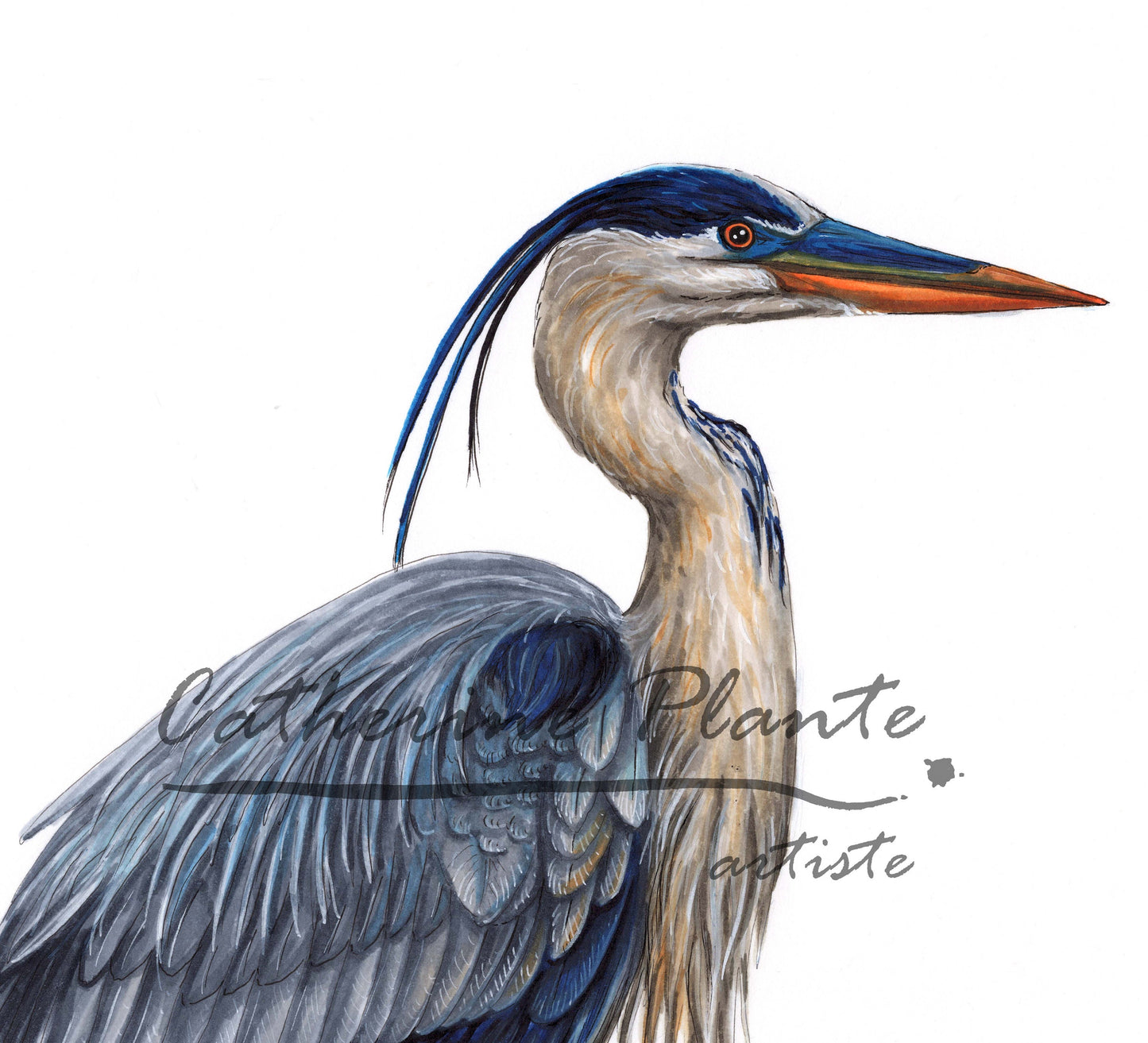 Large Art Print - Blue Heron