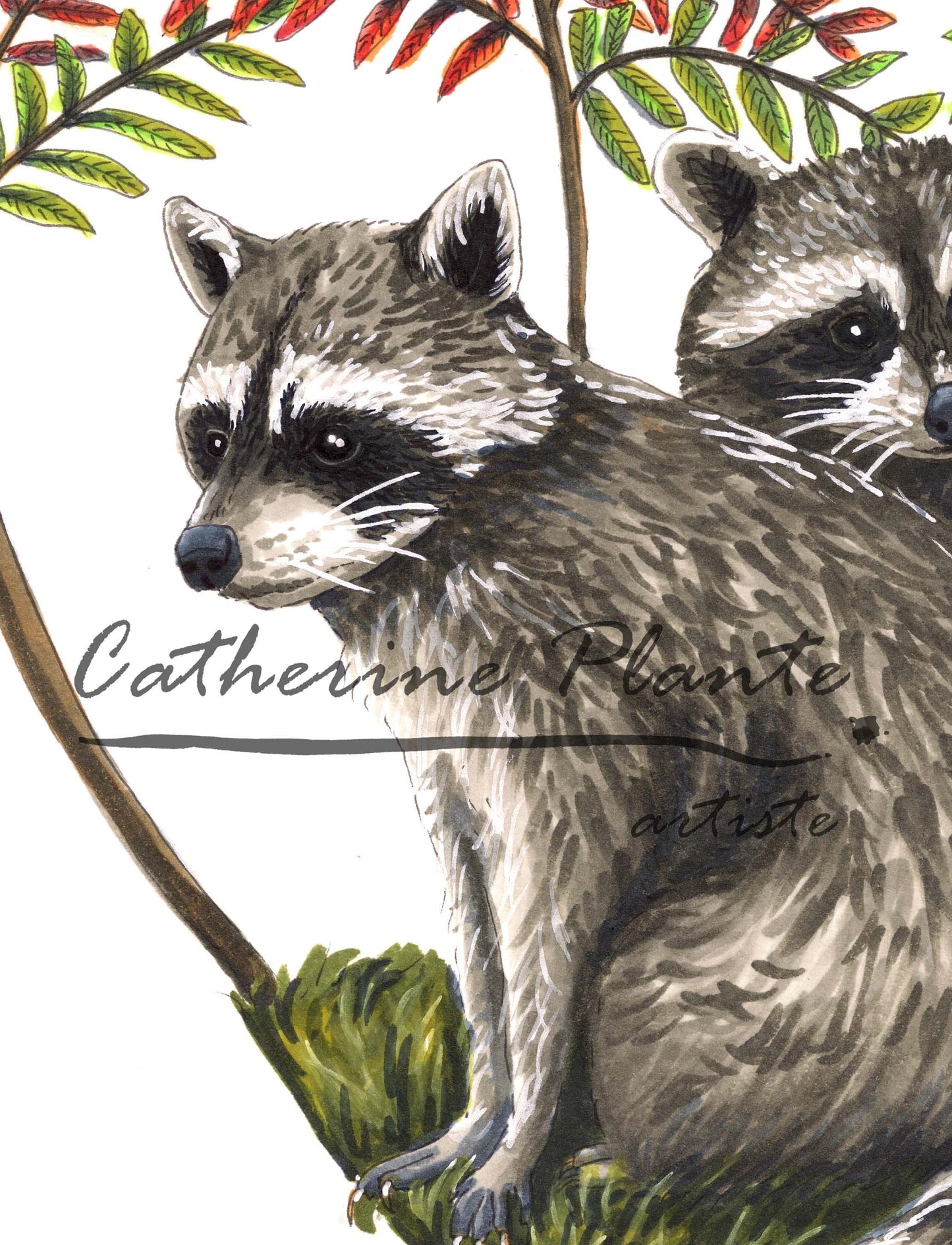 Impression d'art - Ratons laveurs et vinaigriers