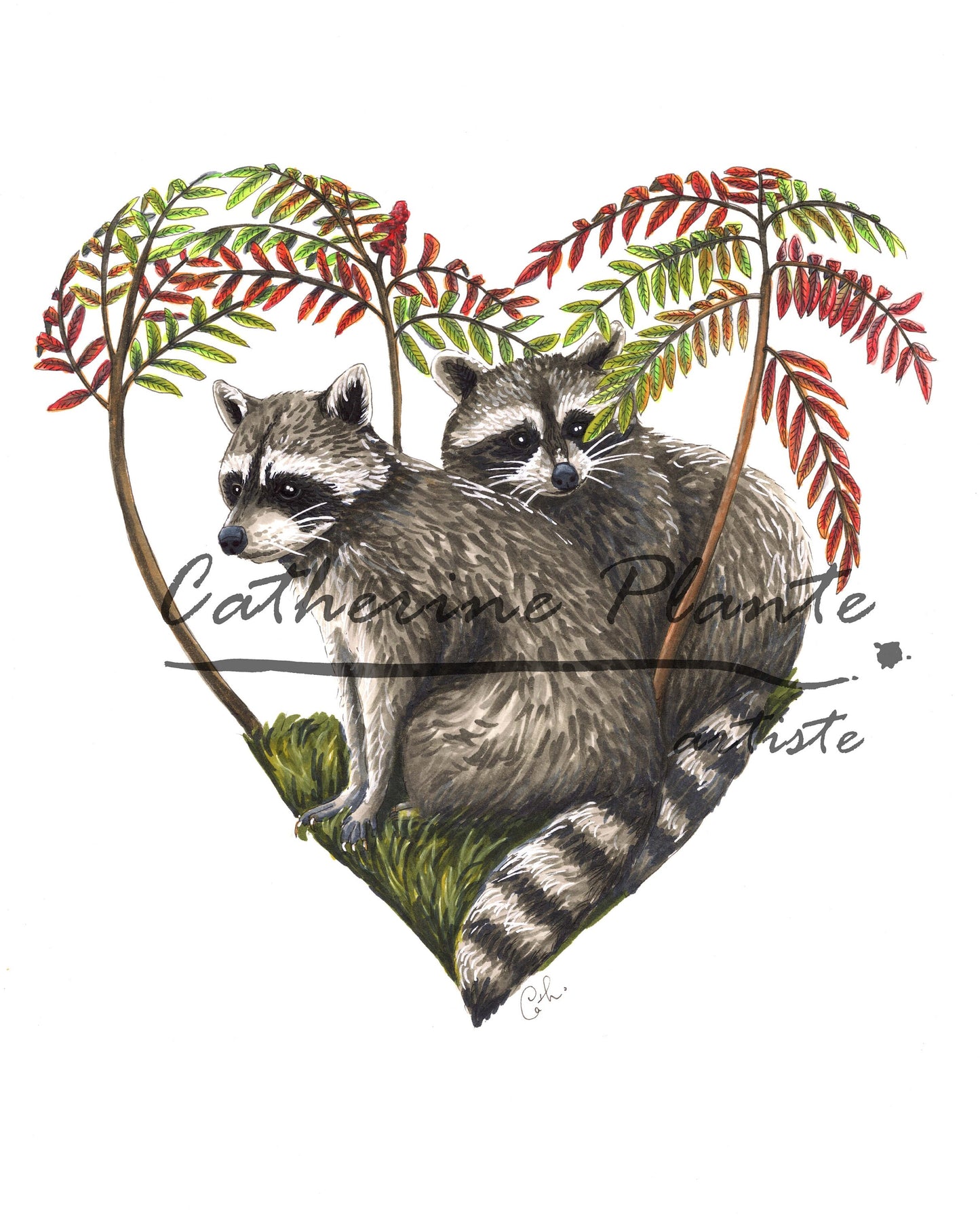 Impression d'art - Ratons laveurs et vinaigriers