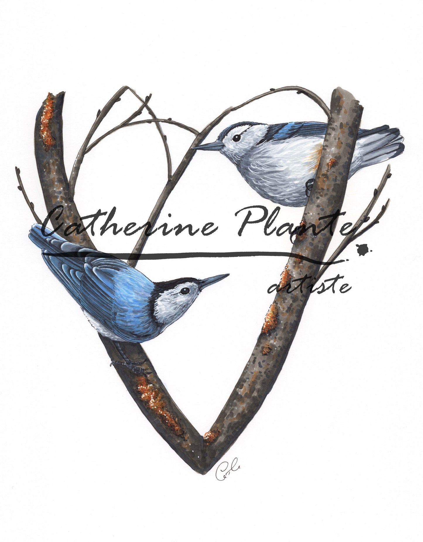 Art Print - White-breasted Nuthatches