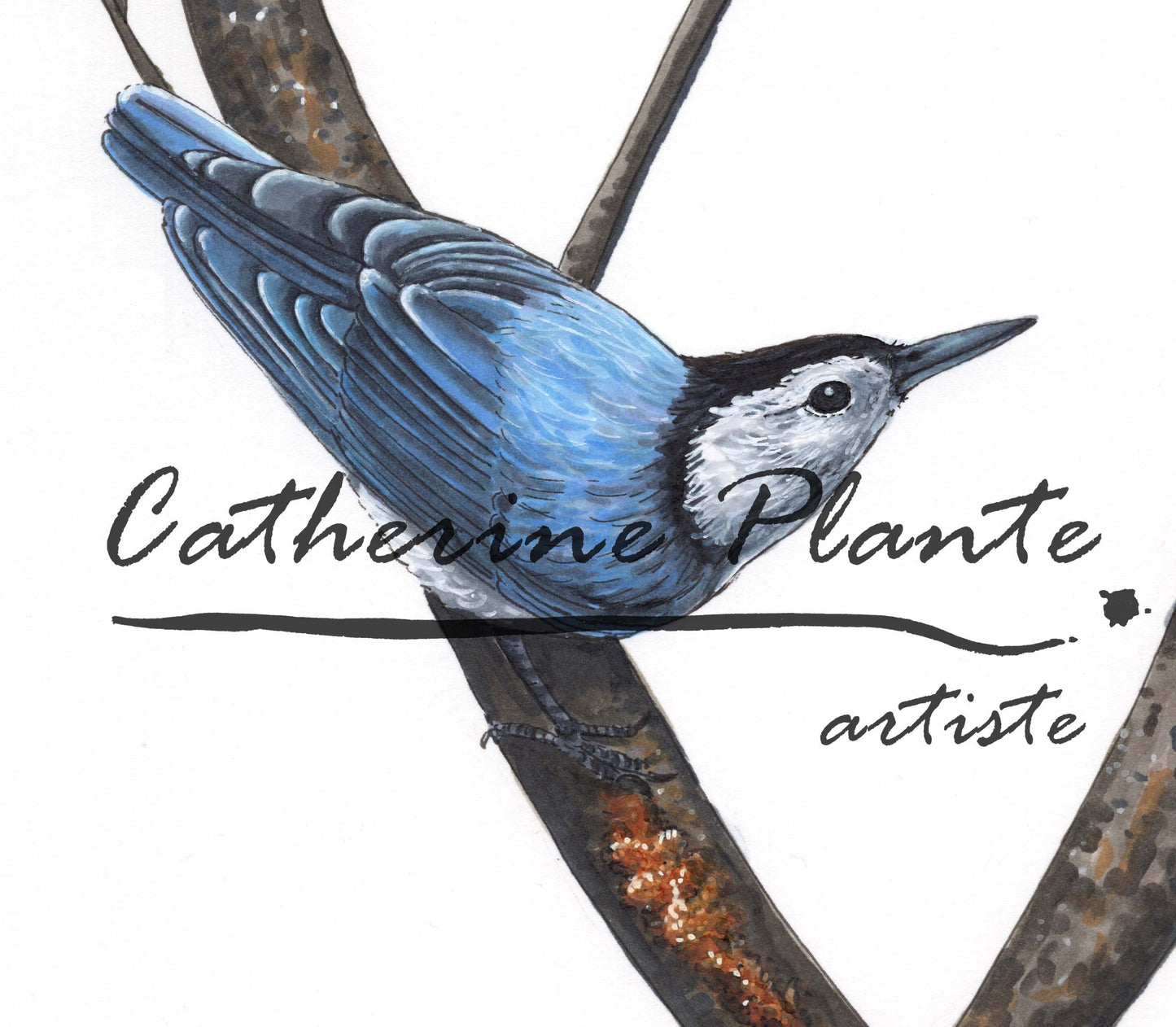 Art Print - White-breasted Nuthatches