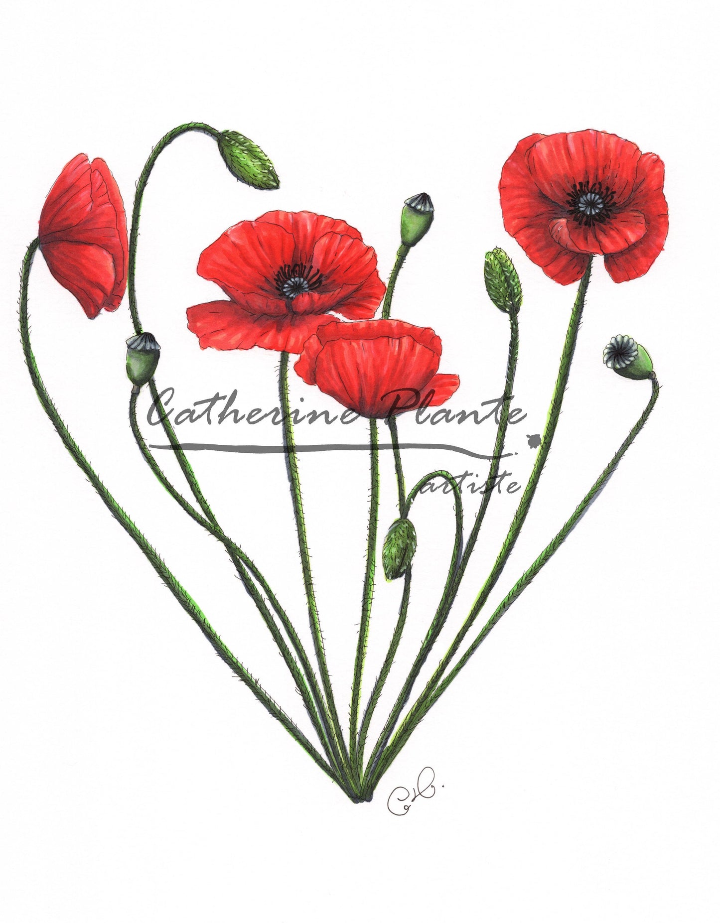 Art Print - Poppy Heart
