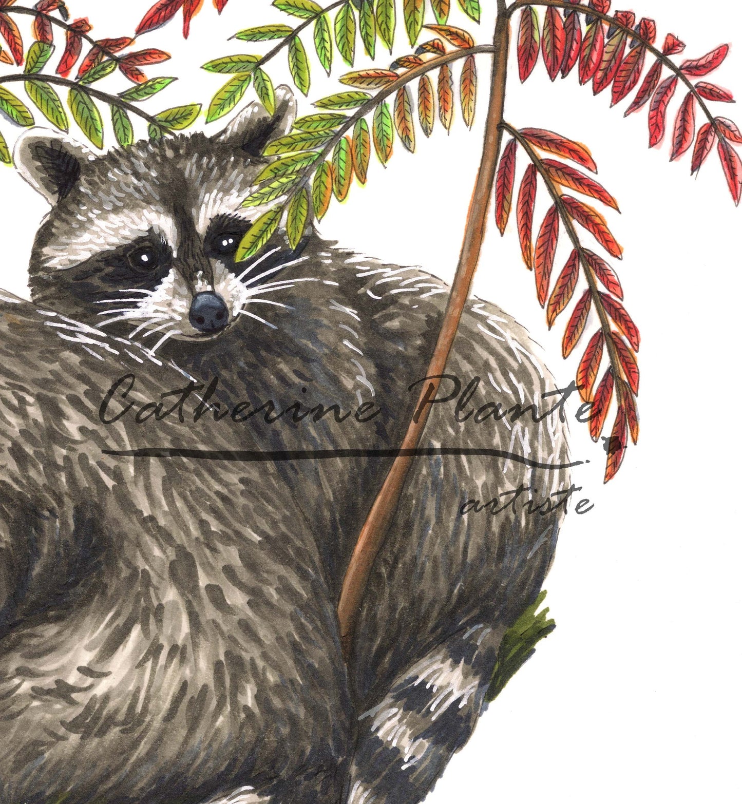 Impression d'art - Ratons laveurs et vinaigriers