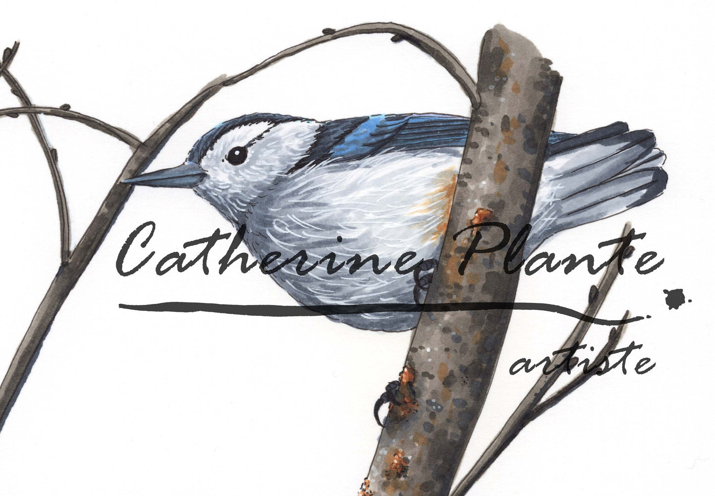 Art Print - White-breasted Nuthatches