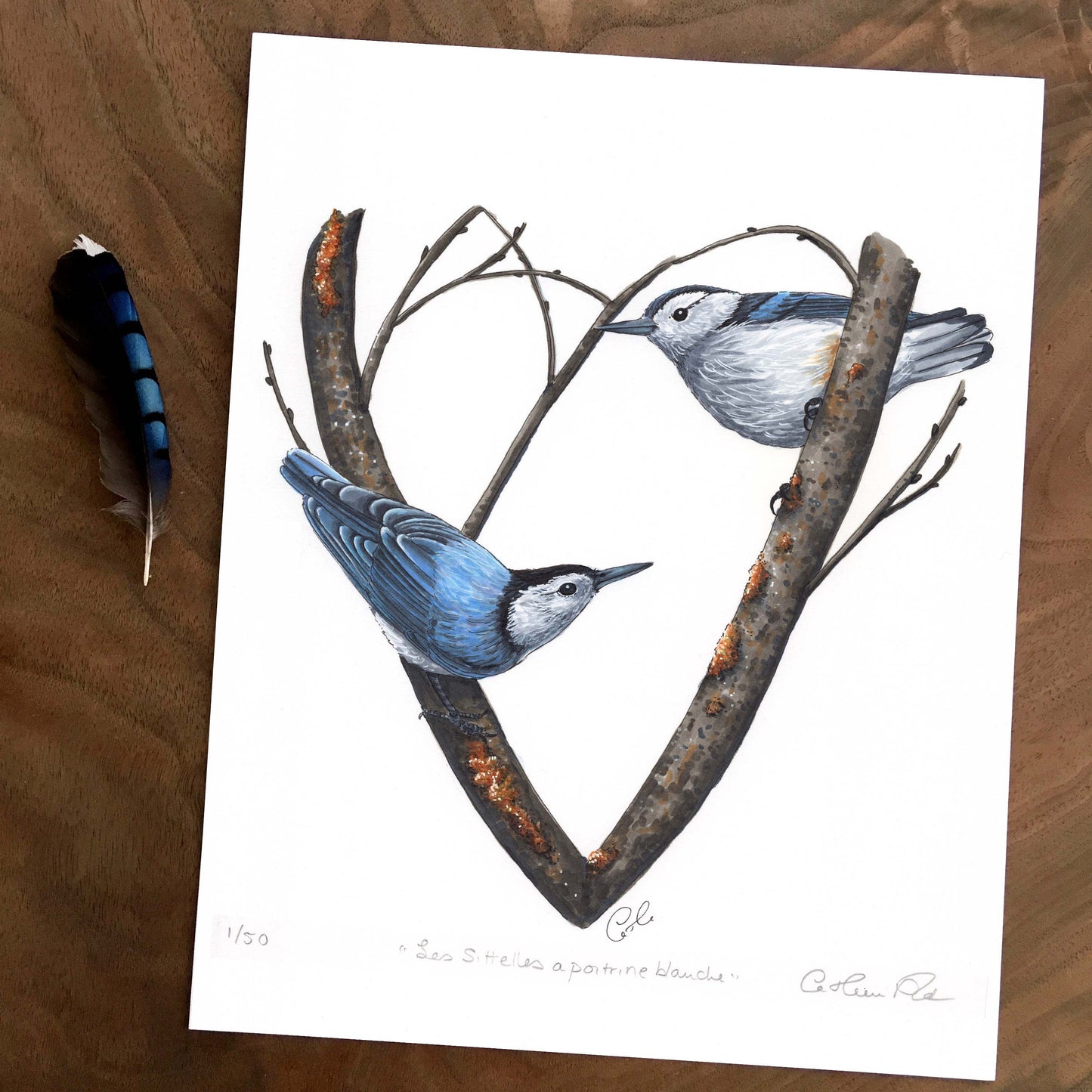 Art Print - White-breasted Nuthatches
