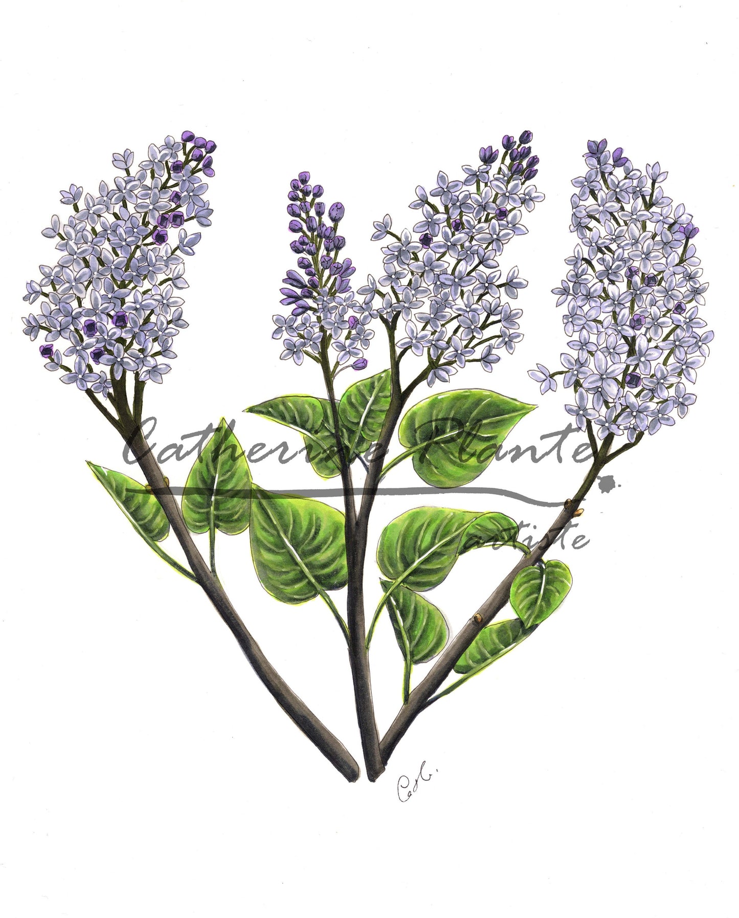 Art Print - Lilac Heart