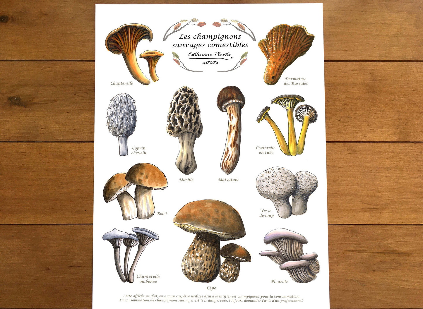 Affiche éducative - Les champignons sauvages comestibles