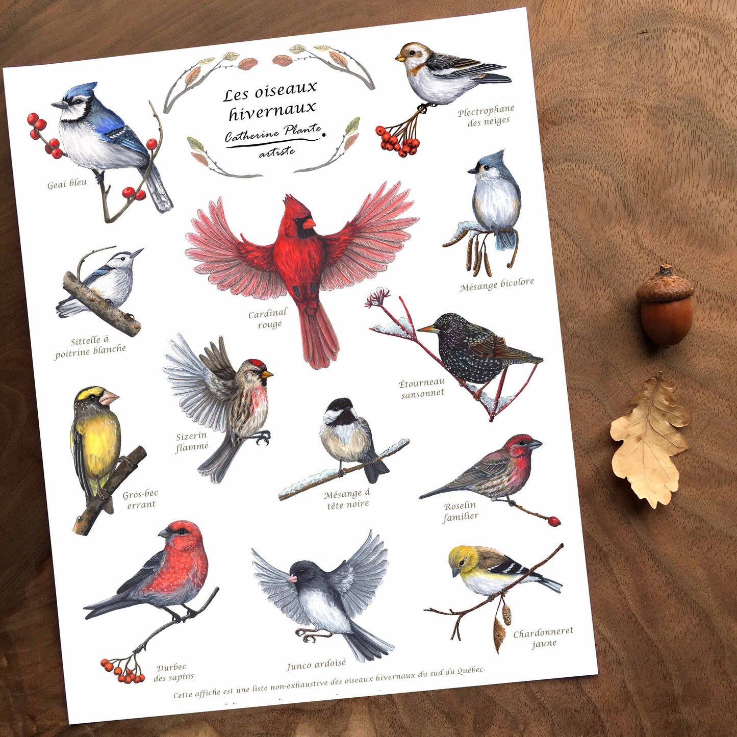 Educational Poster - Winter Birds