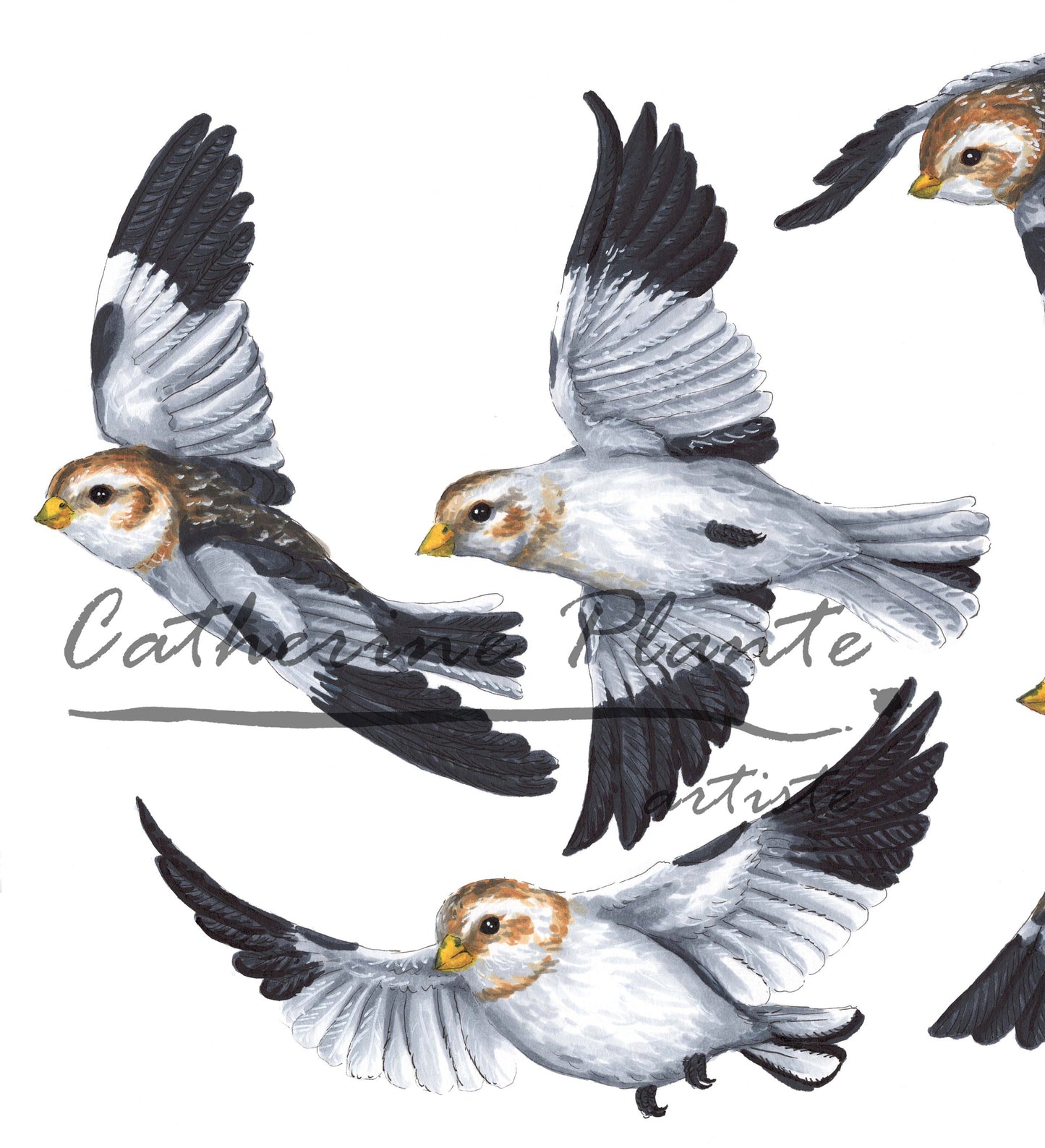 Large Art Print - Snow Buntings in Flight