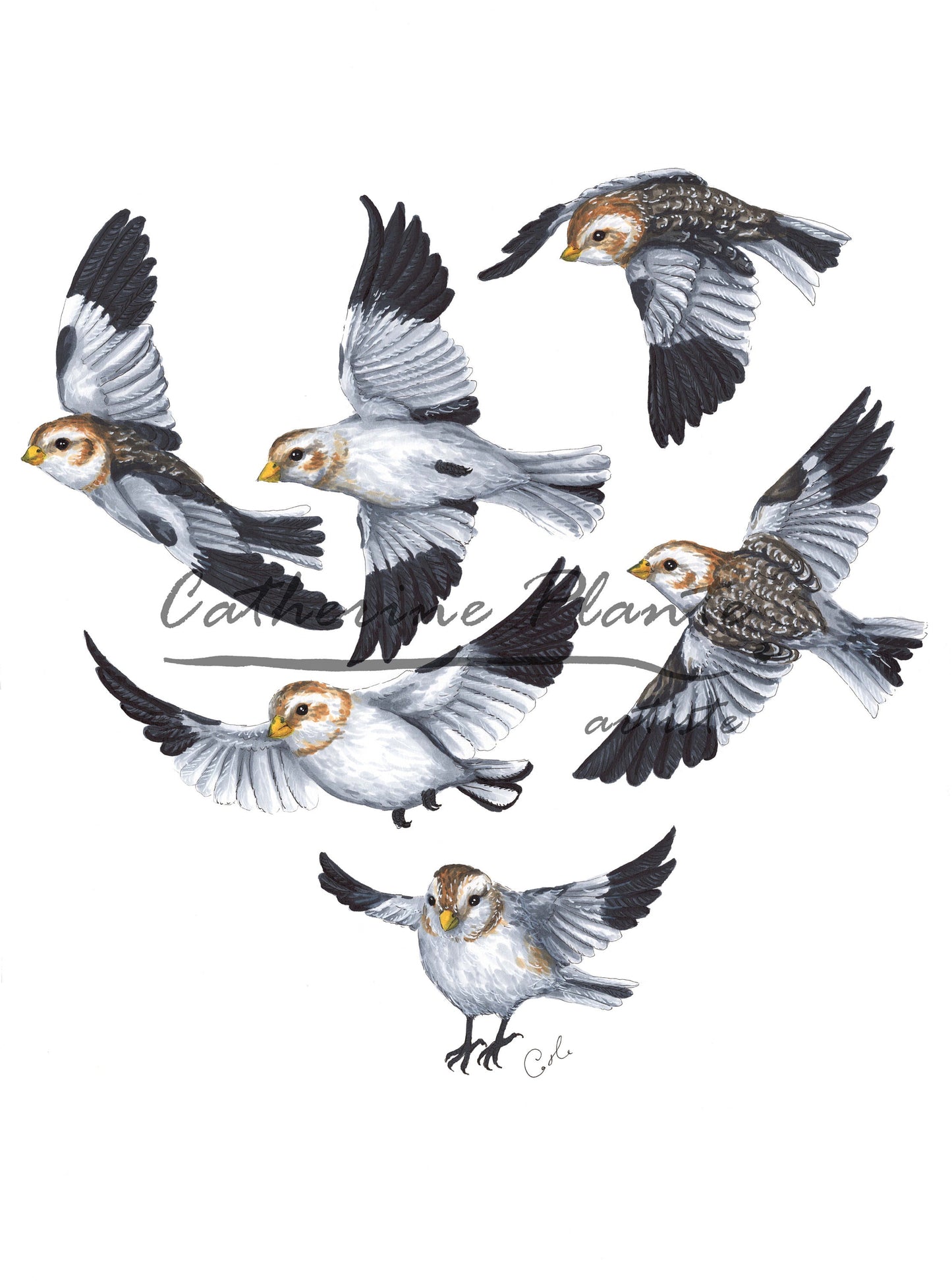Large Art Print - Snow Buntings in Flight