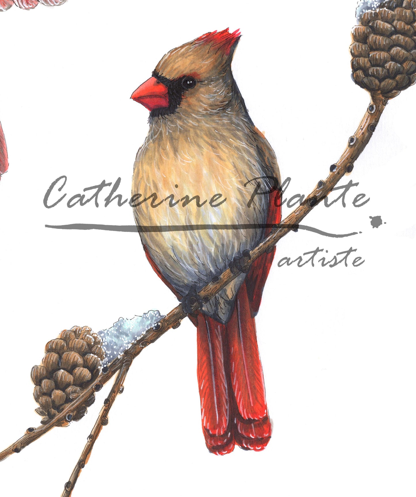 Large Art Print - The Cardinals and the Larch