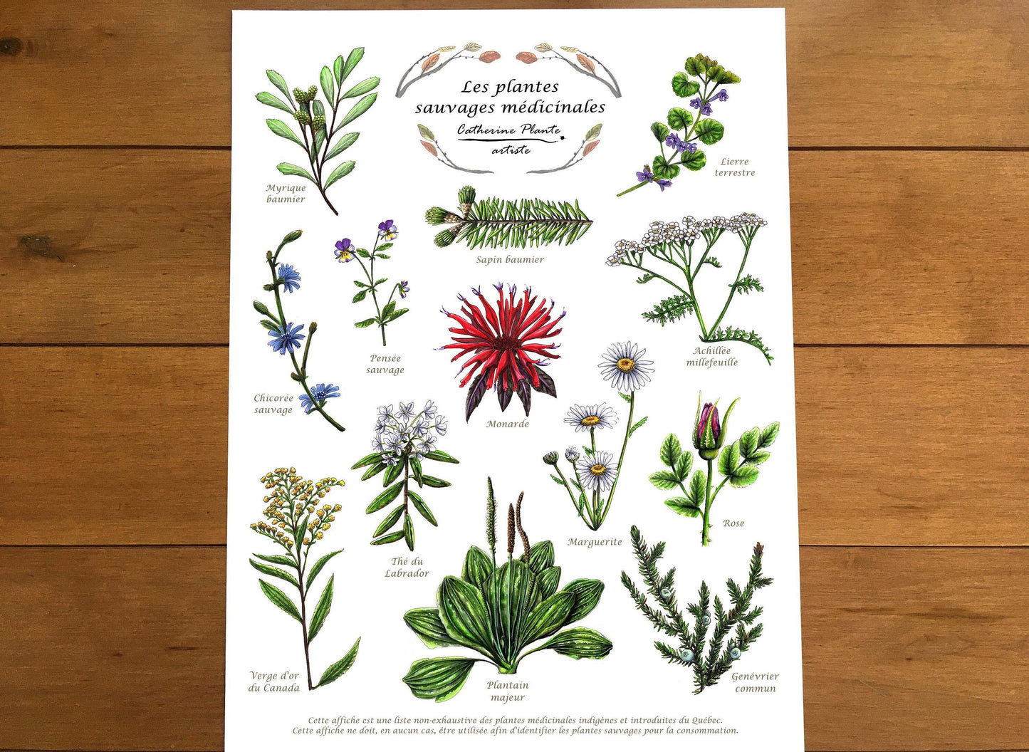 Educational poster - Medicinal wild plants