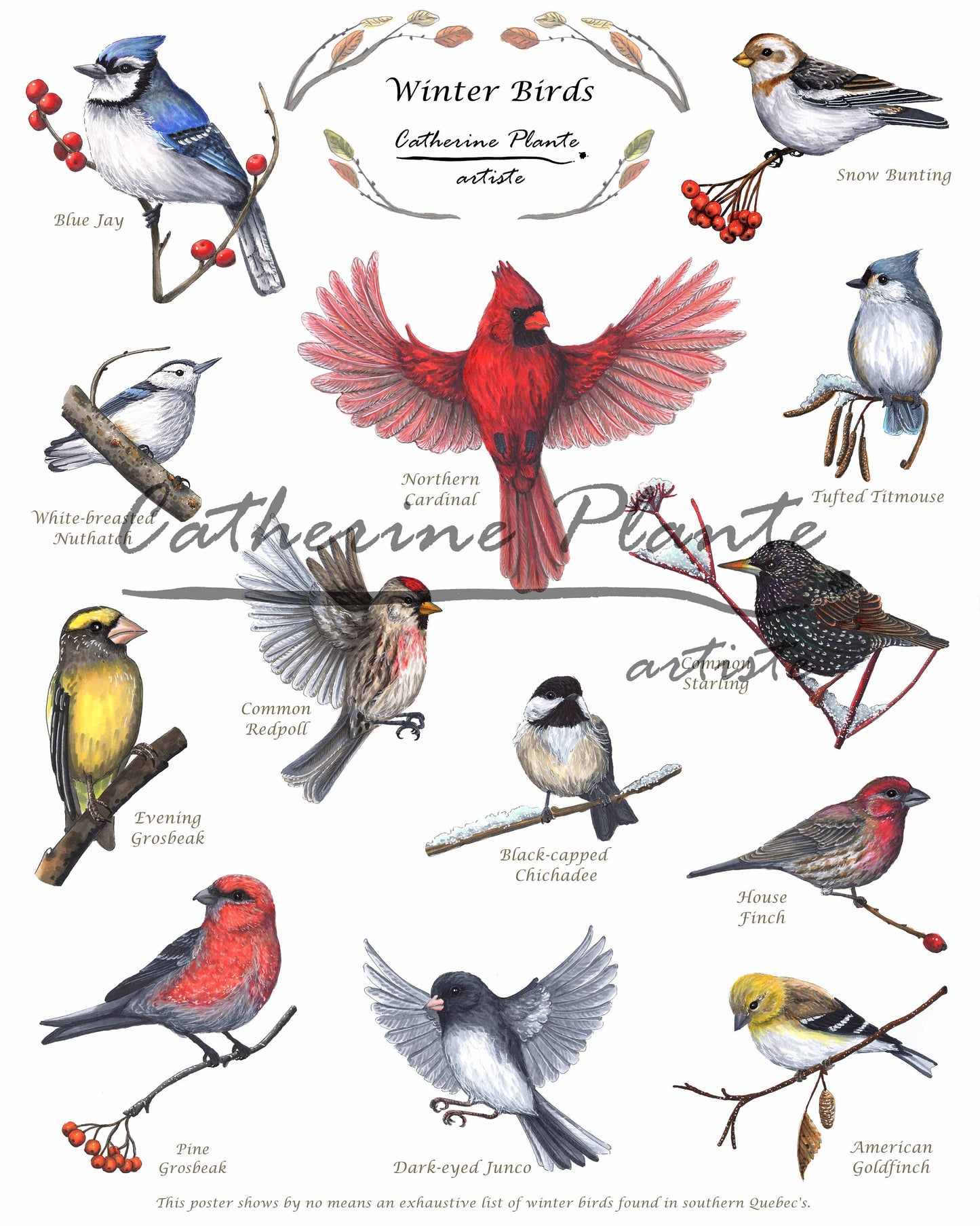Educational Poster - Winter Birds