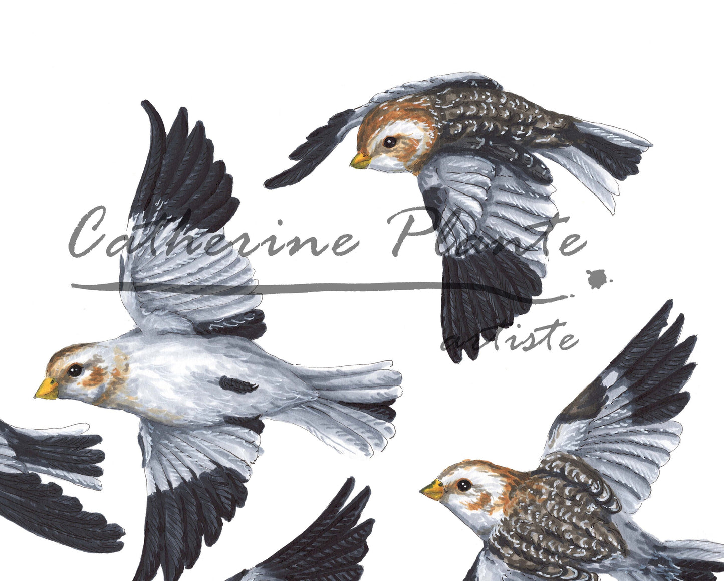 Large Art Print - Snow Buntings in Flight