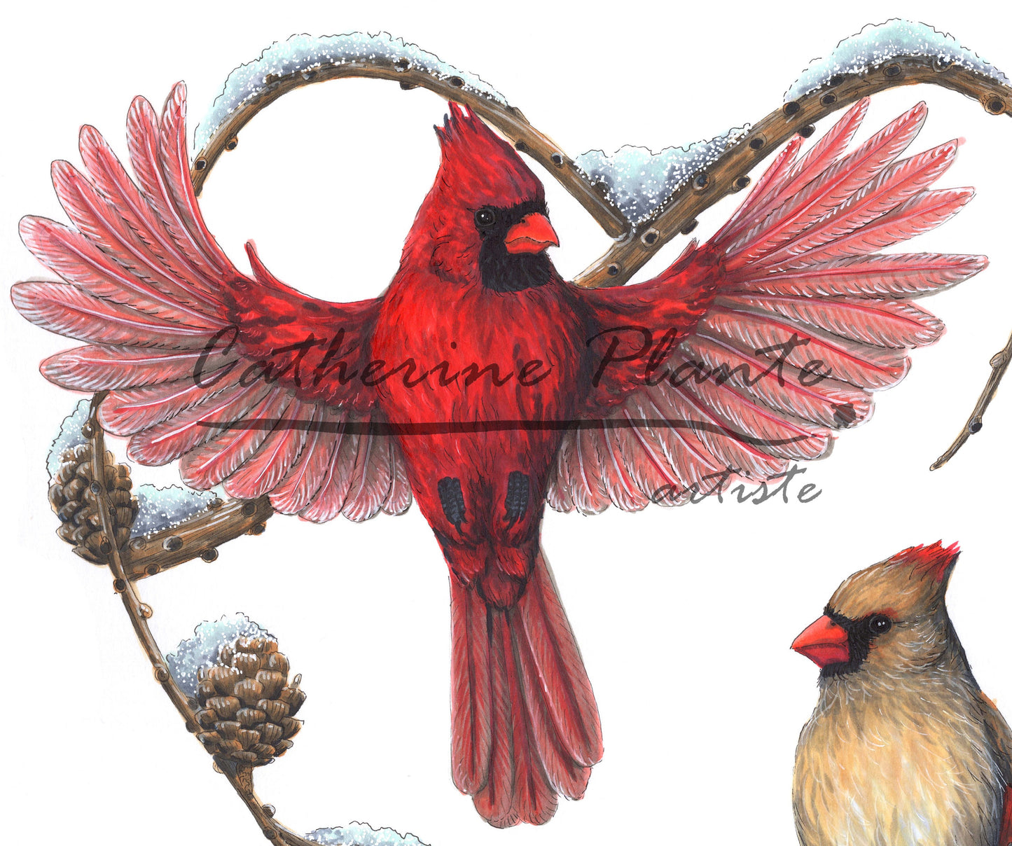 Large Art Print - The Cardinals and the Larch
