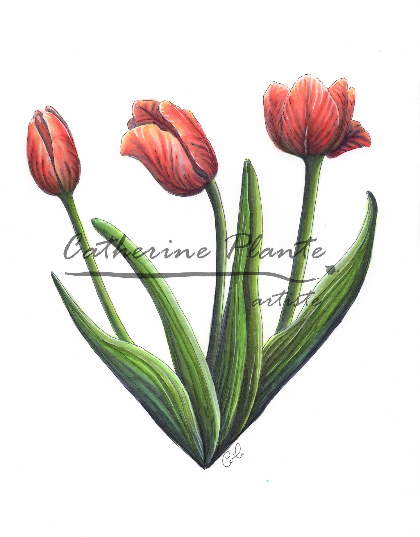 Illustration originale - Coeur de tulipes