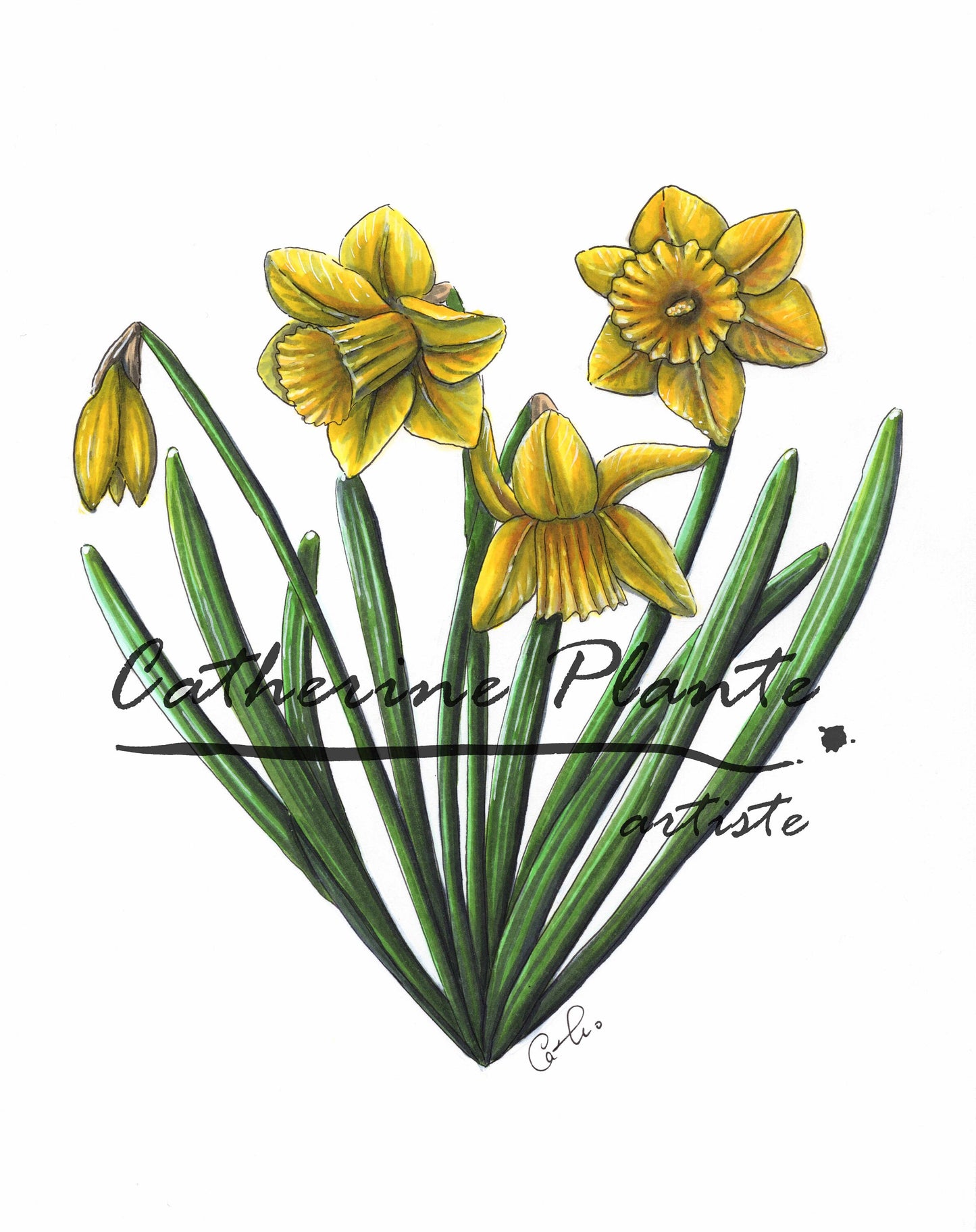 Illustration originale - Coeur de jonquilles