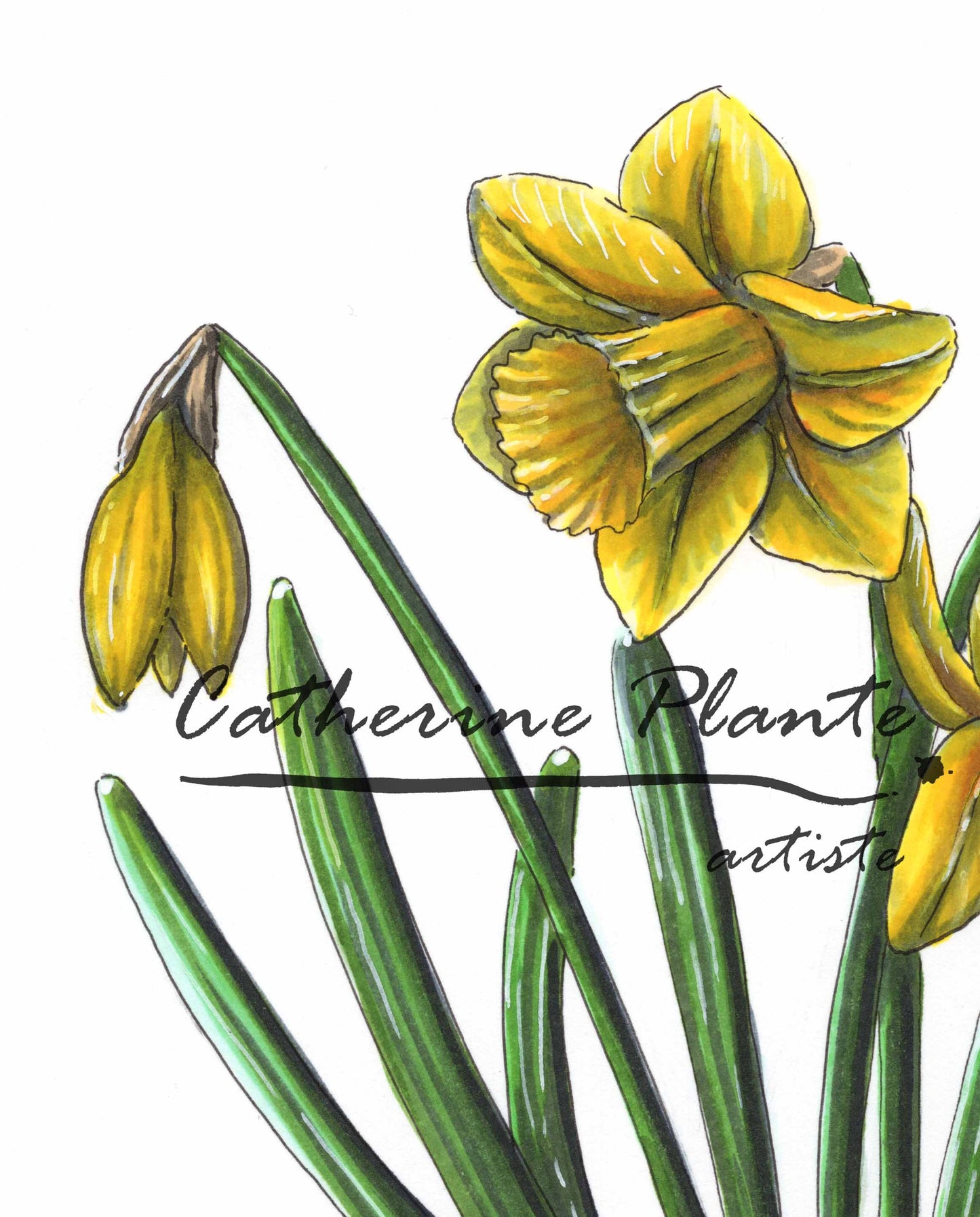 Illustration originale - Coeur de jonquilles