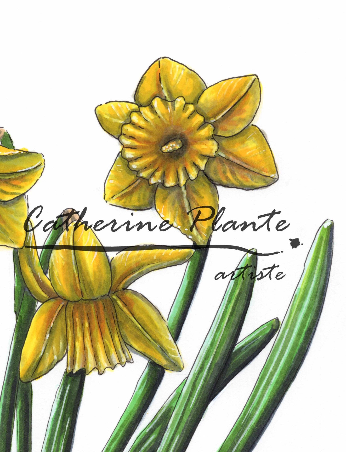 Illustration originale - Coeur de jonquilles
