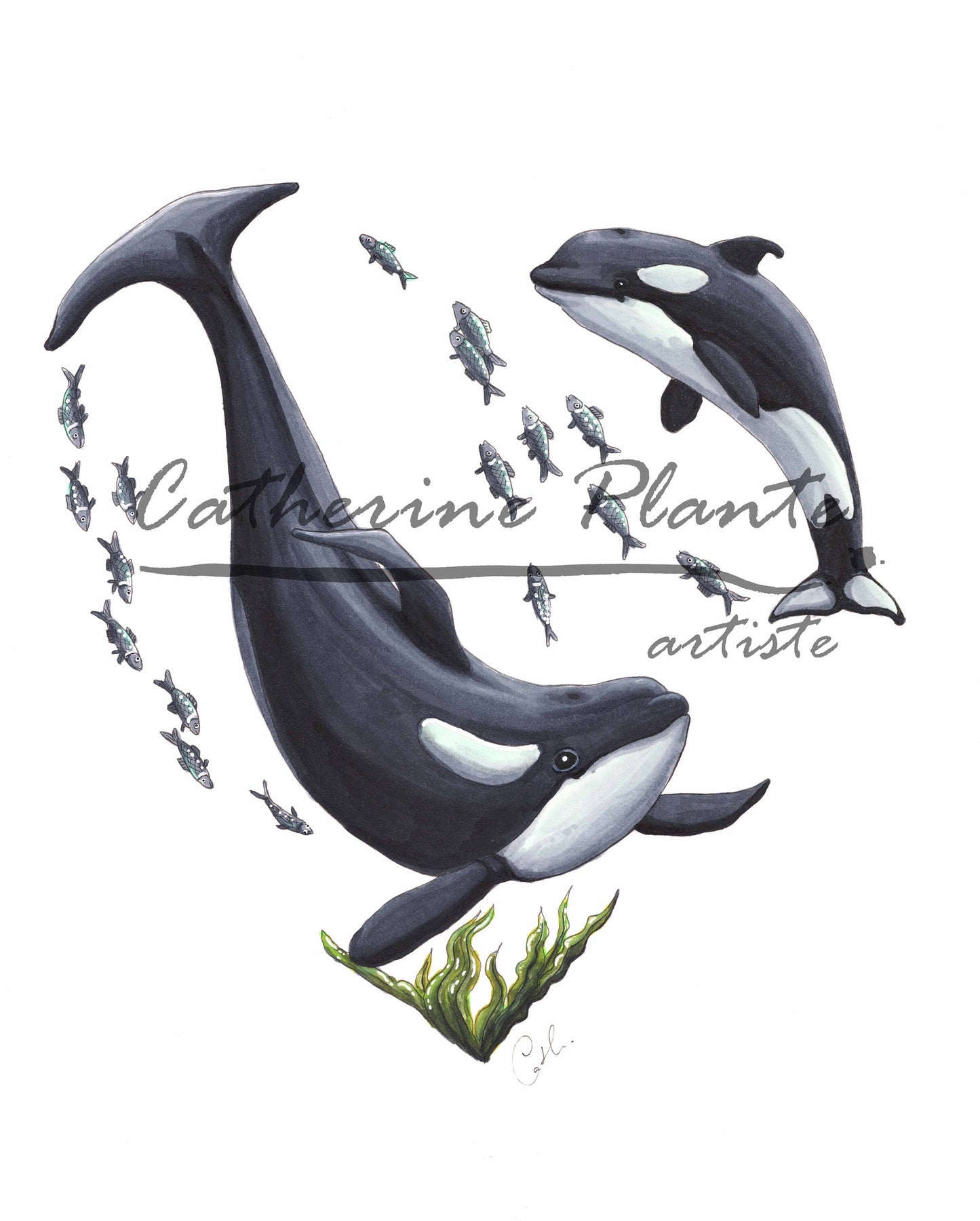 Art Print - Orca Water Dance