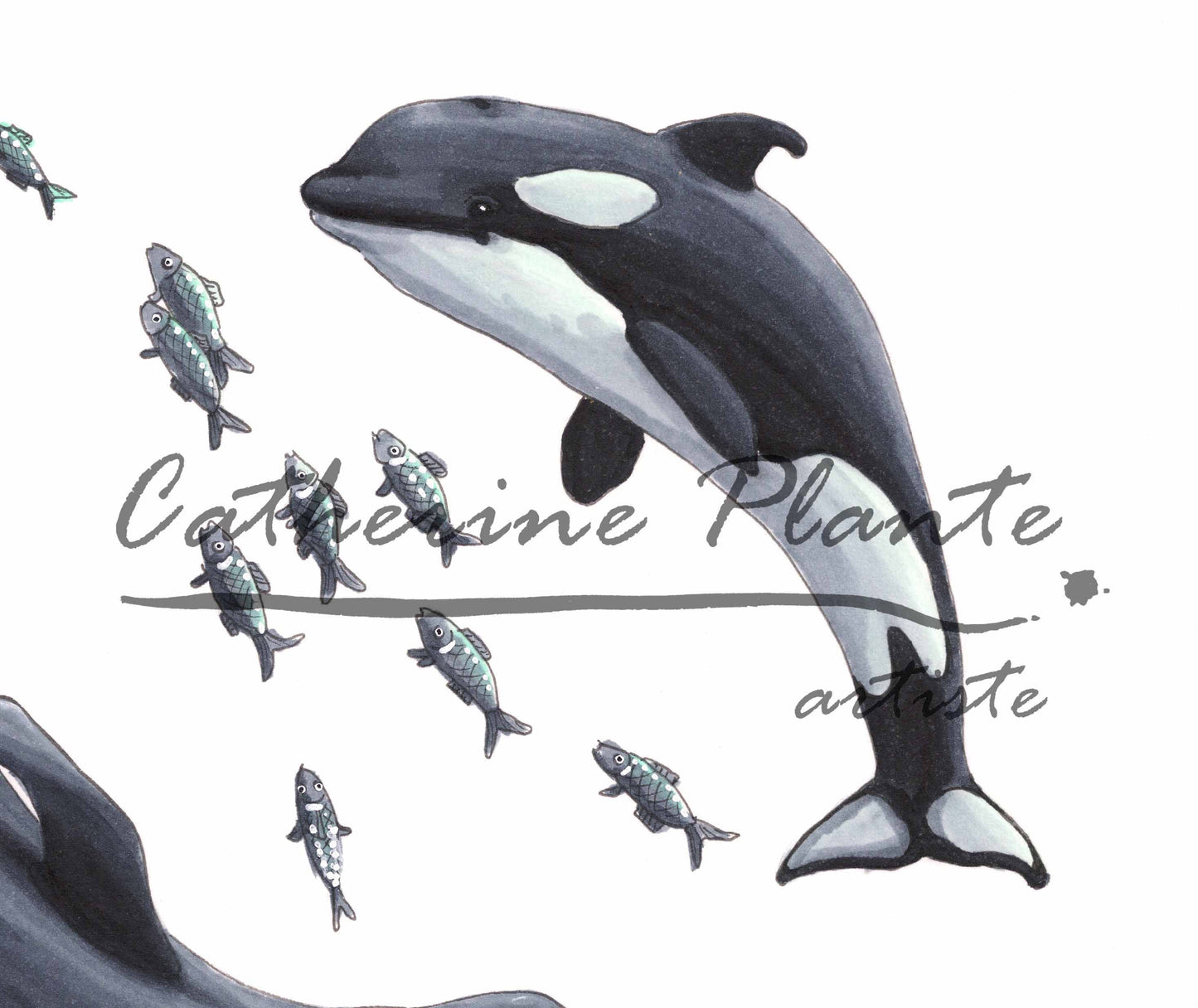 Art Print - Orca Water Dance