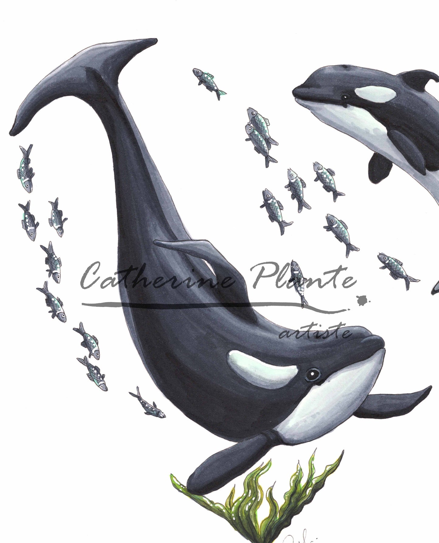 Art Print - Orca Water Dance