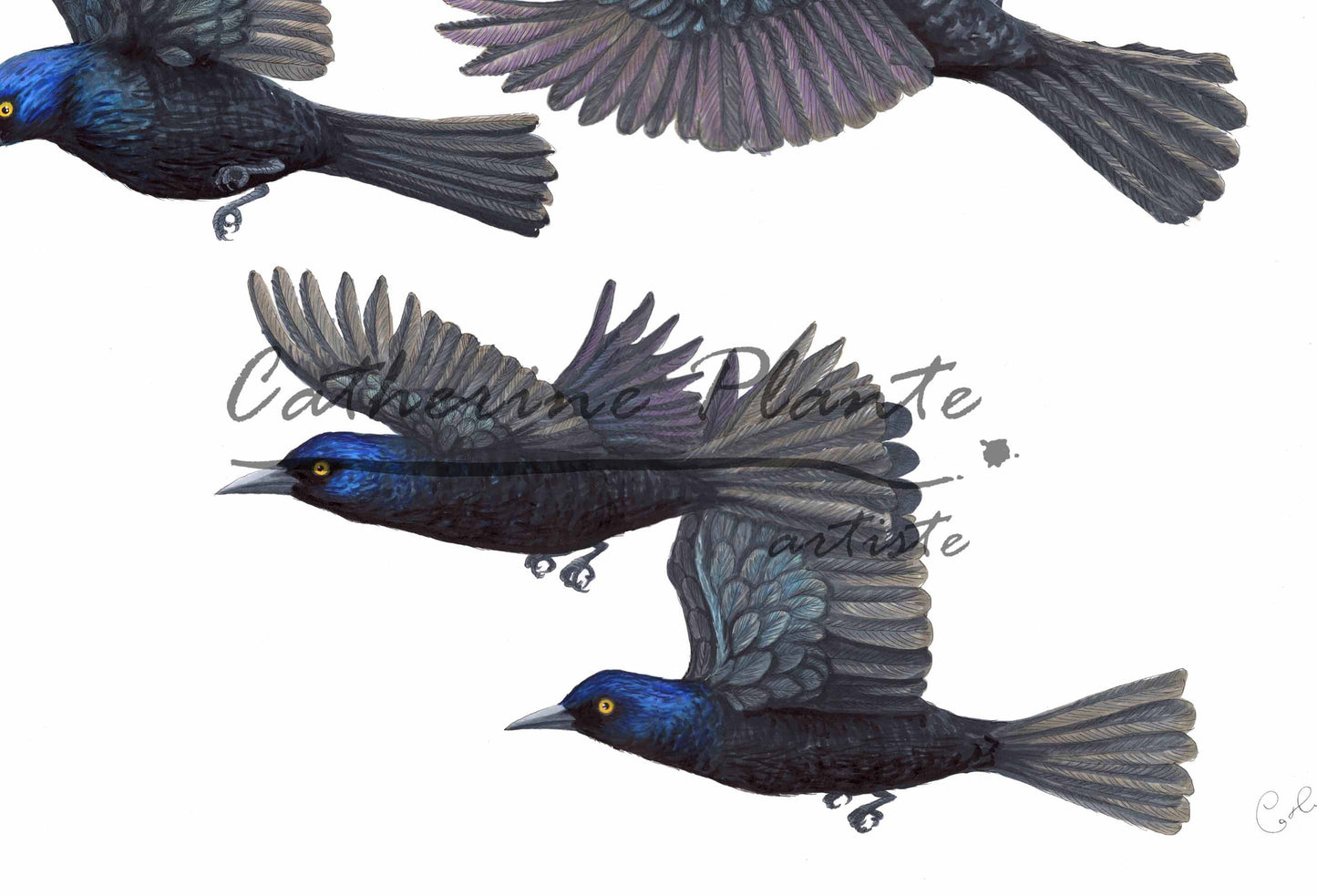 Grande illustration originale - Quiscales bronzés