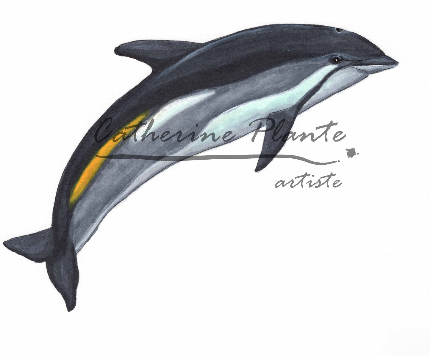 Small Original Illustrations - Selection of seven cetacean illustrations