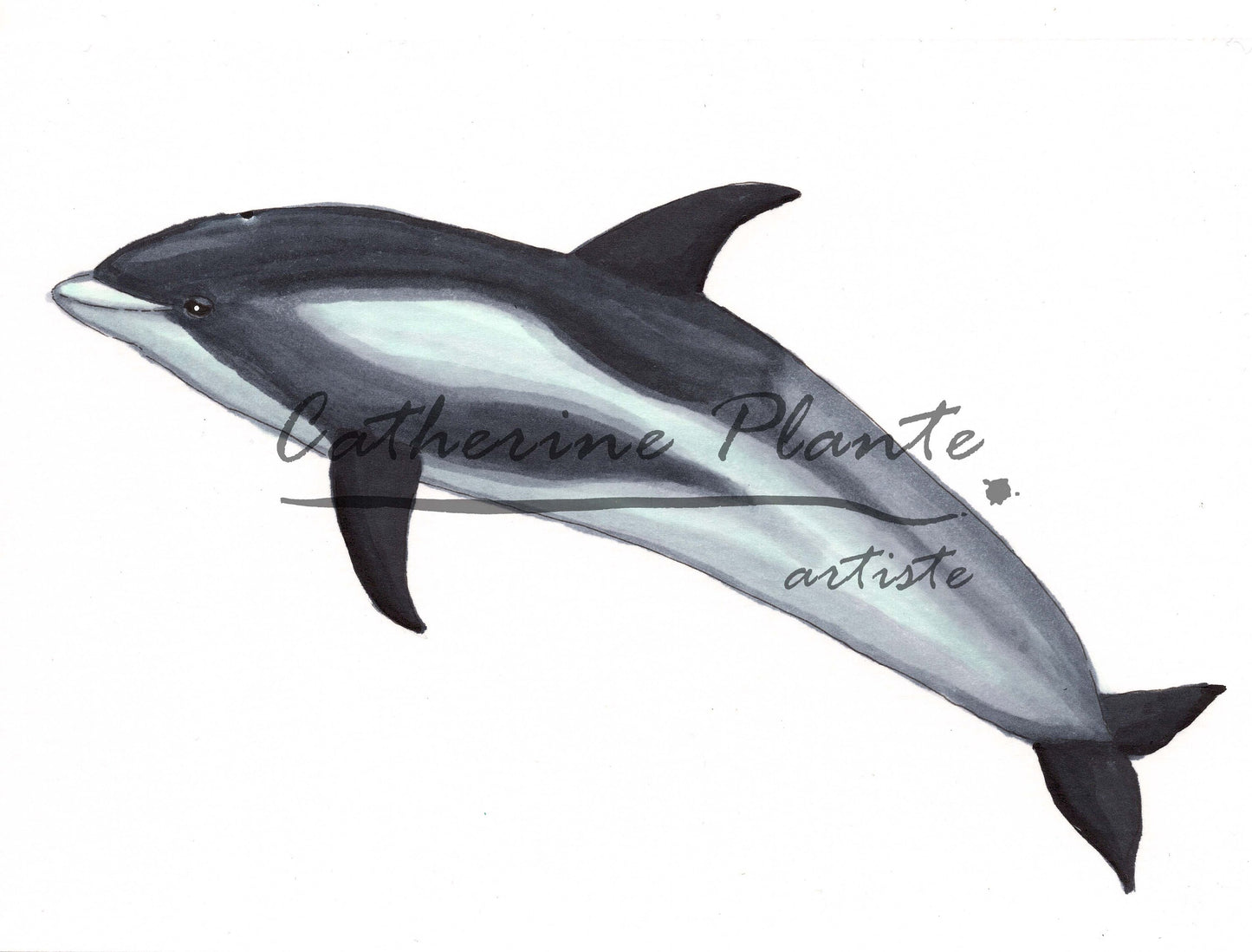 Small Original Illustrations - Selection of seven cetacean illustrations