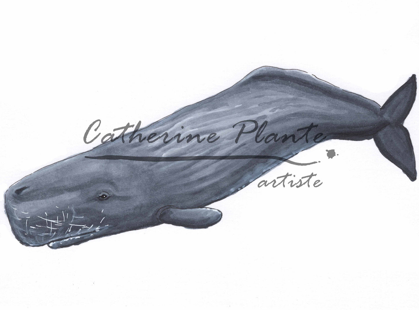 Small Original Illustrations - Selection of seven cetacean illustrations