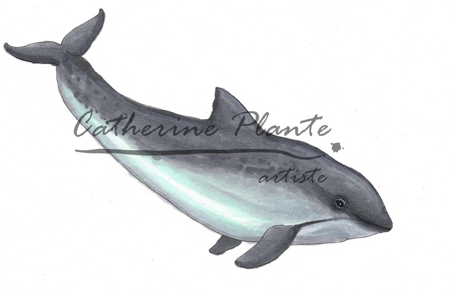 Small Original Illustrations - Selection of seven cetacean illustrations