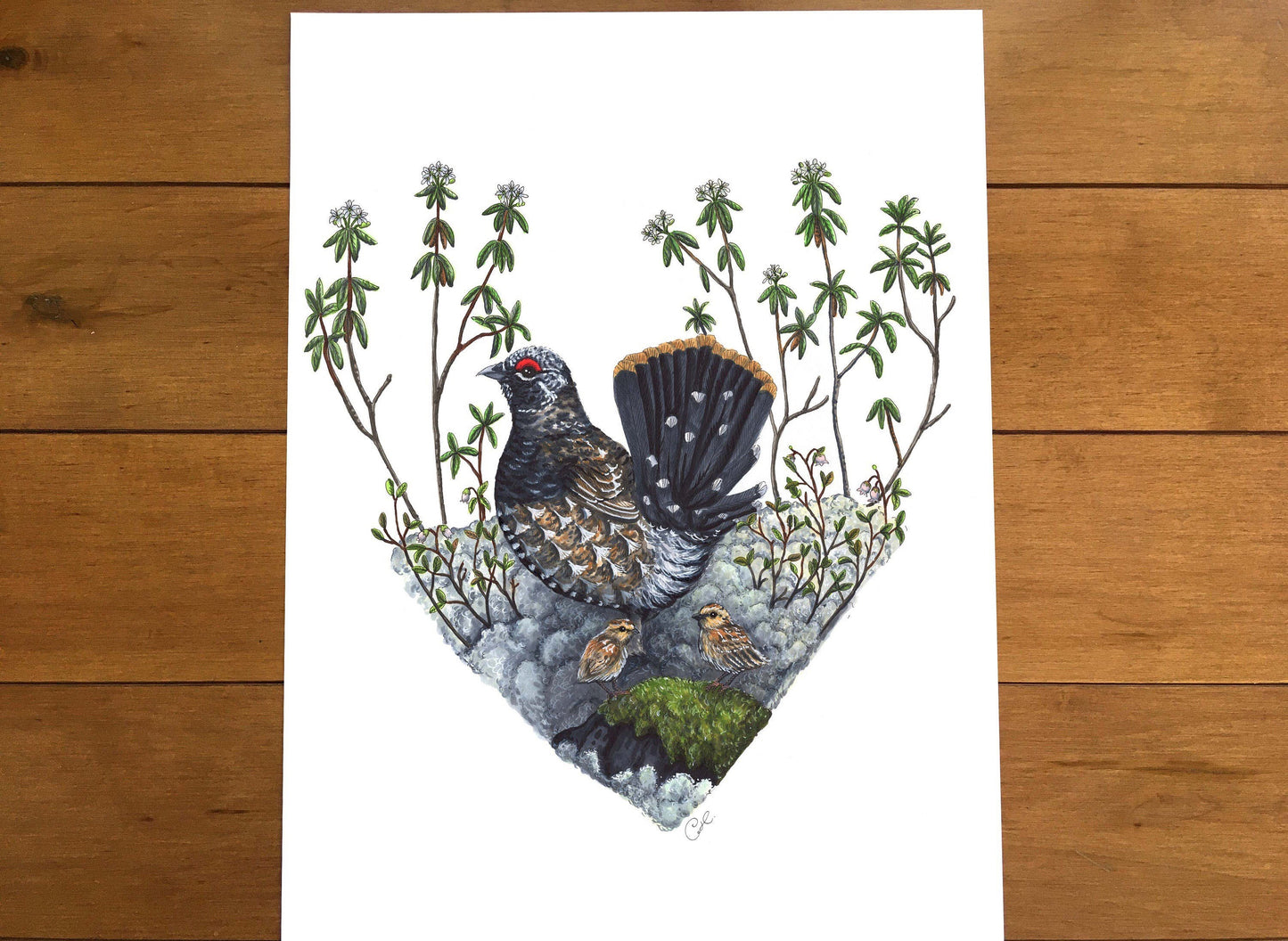 Grande illustration originale - Tétras du Canada dans son habitat