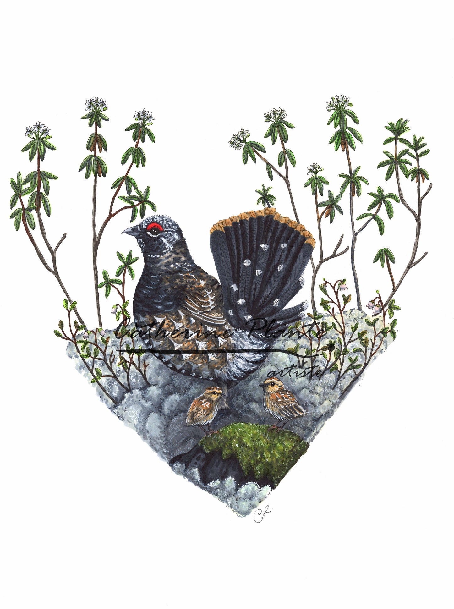 Grande illustration originale - Tétras du Canada dans son habitat