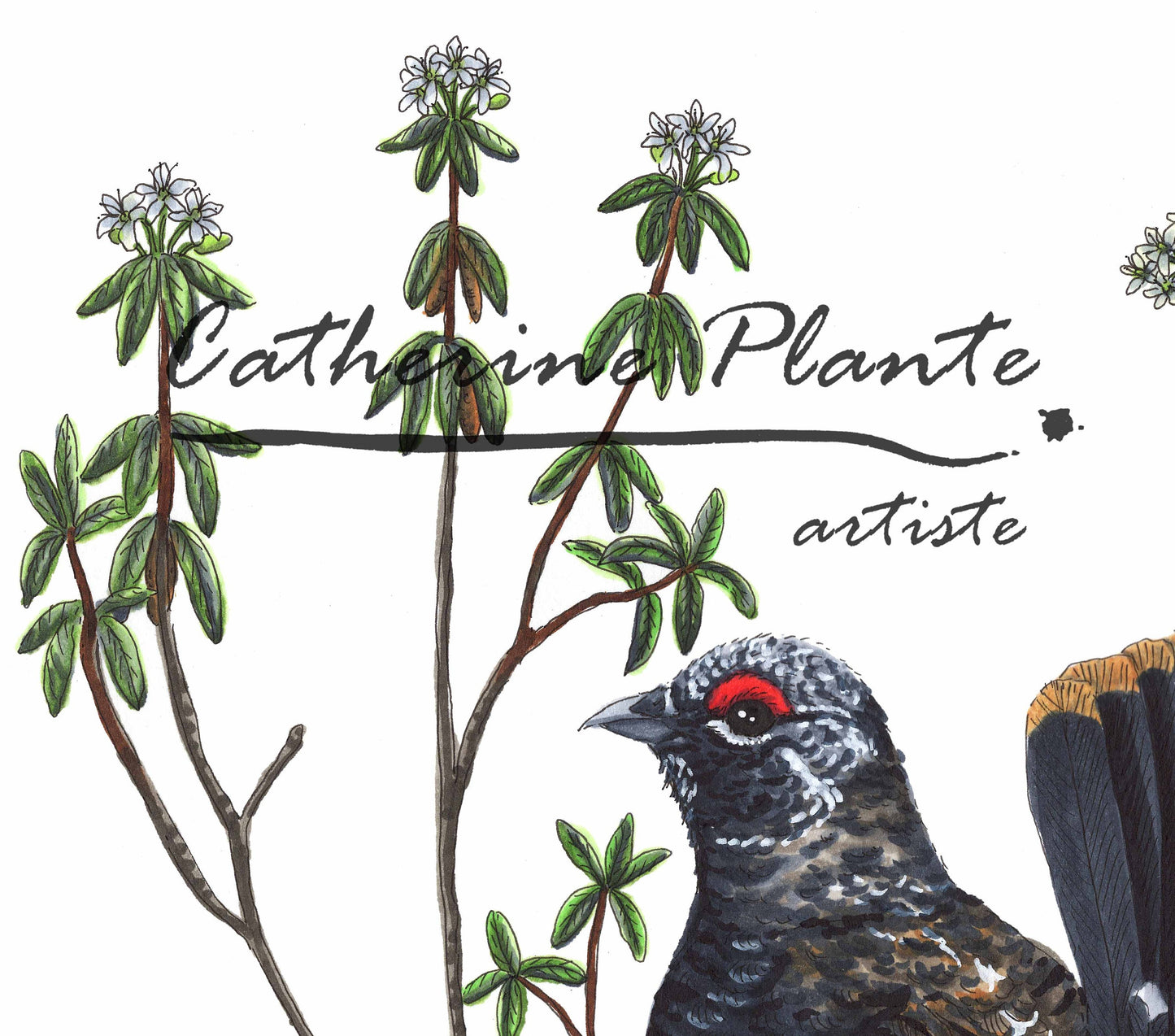 Grande illustration originale - Tétras du Canada dans son habitat