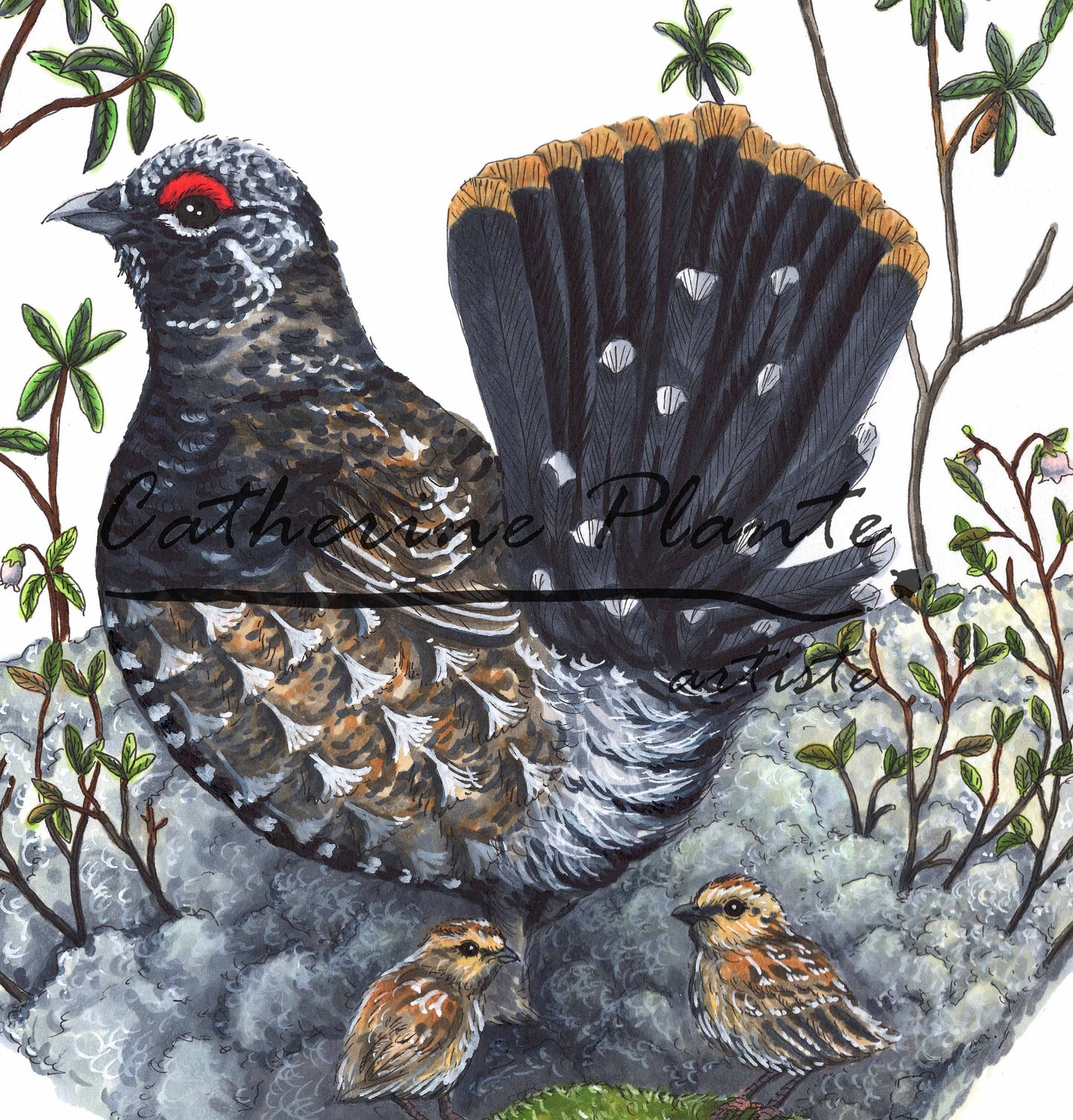 Grande illustration originale - Tétras du Canada dans son habitat