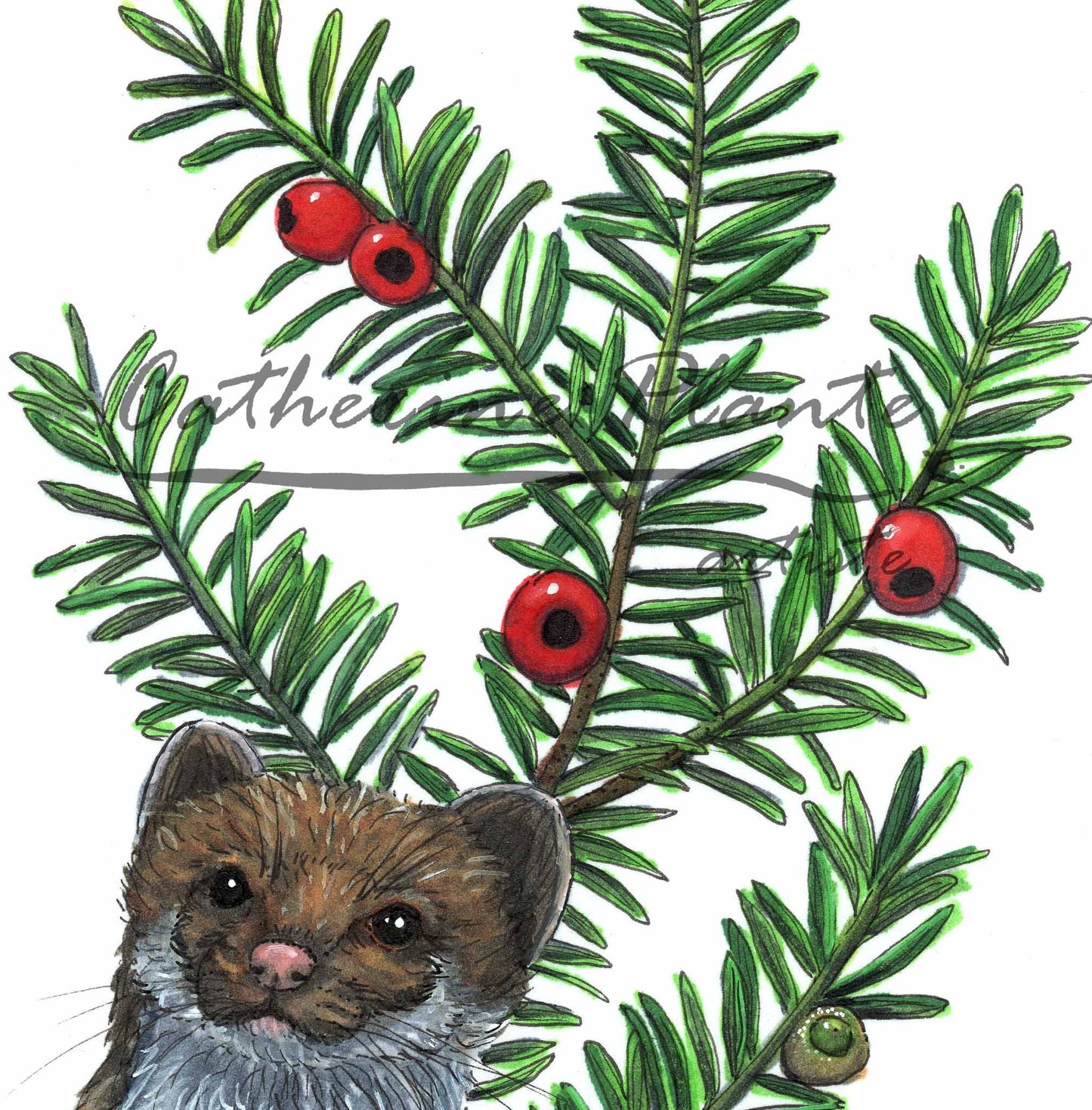 Original illustration - Ermine and Yew from Canada