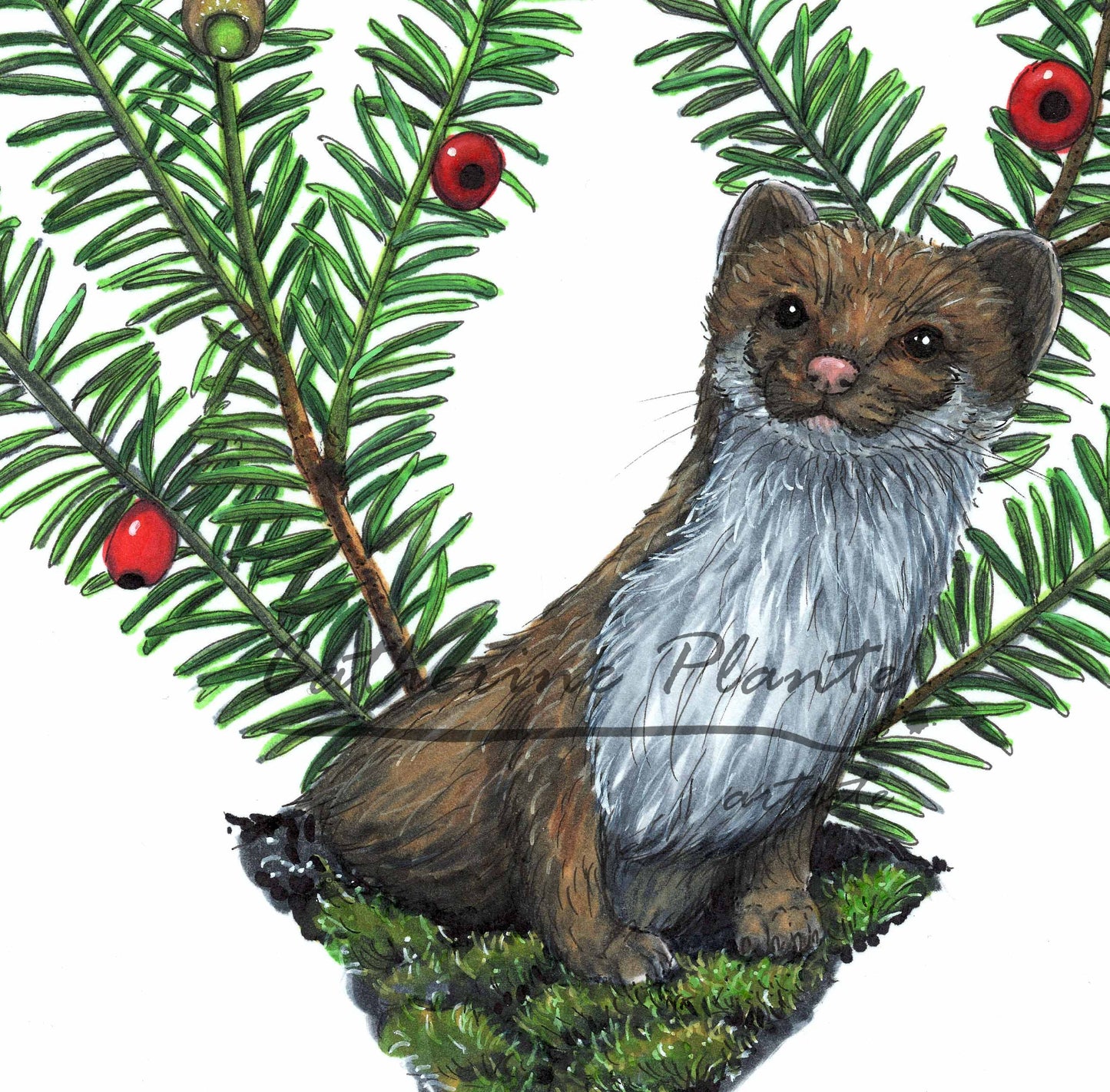 Original illustration - Ermine and Yew from Canada
