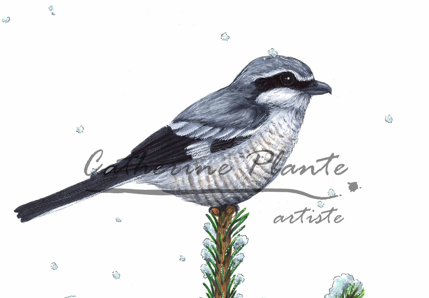 Grande illustration originale - Pie-grièche sous la neige