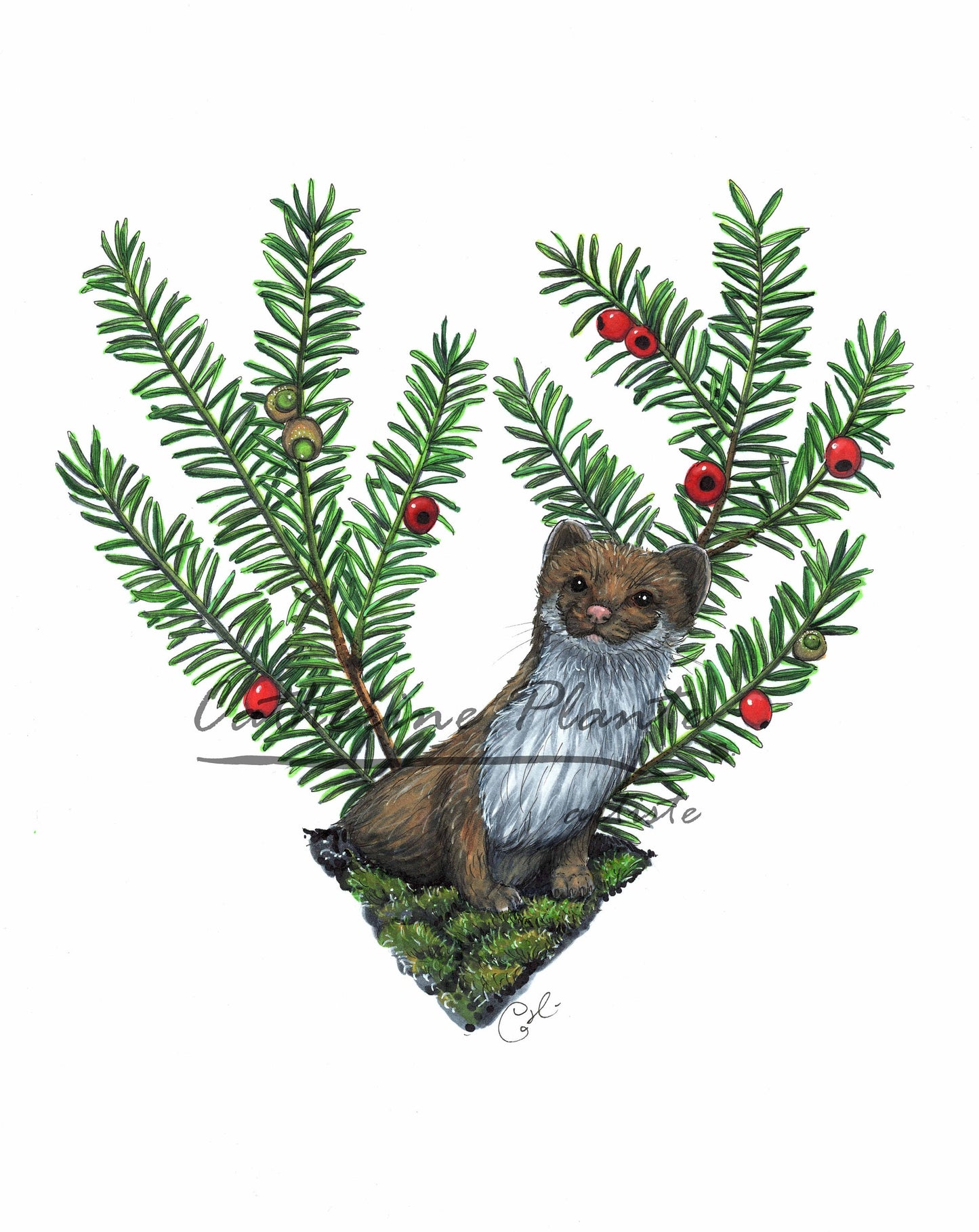 Original illustration - Ermine and Yew from Canada