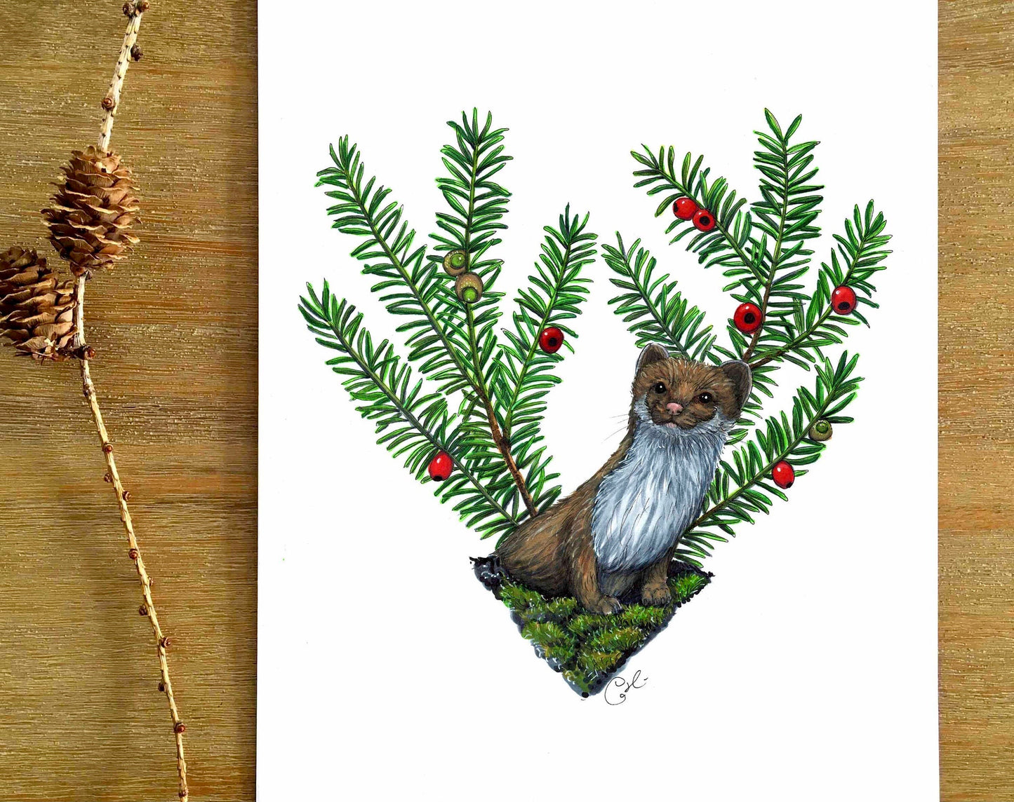 Original illustration - Ermine and Yew from Canada