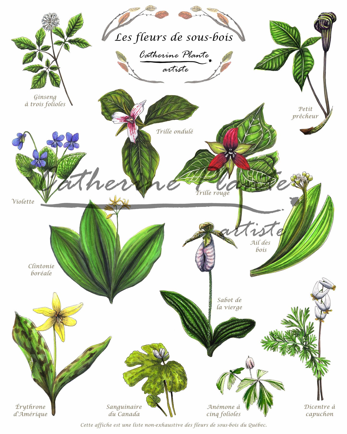 Affiche éducative - Les fleurs de sous-bois