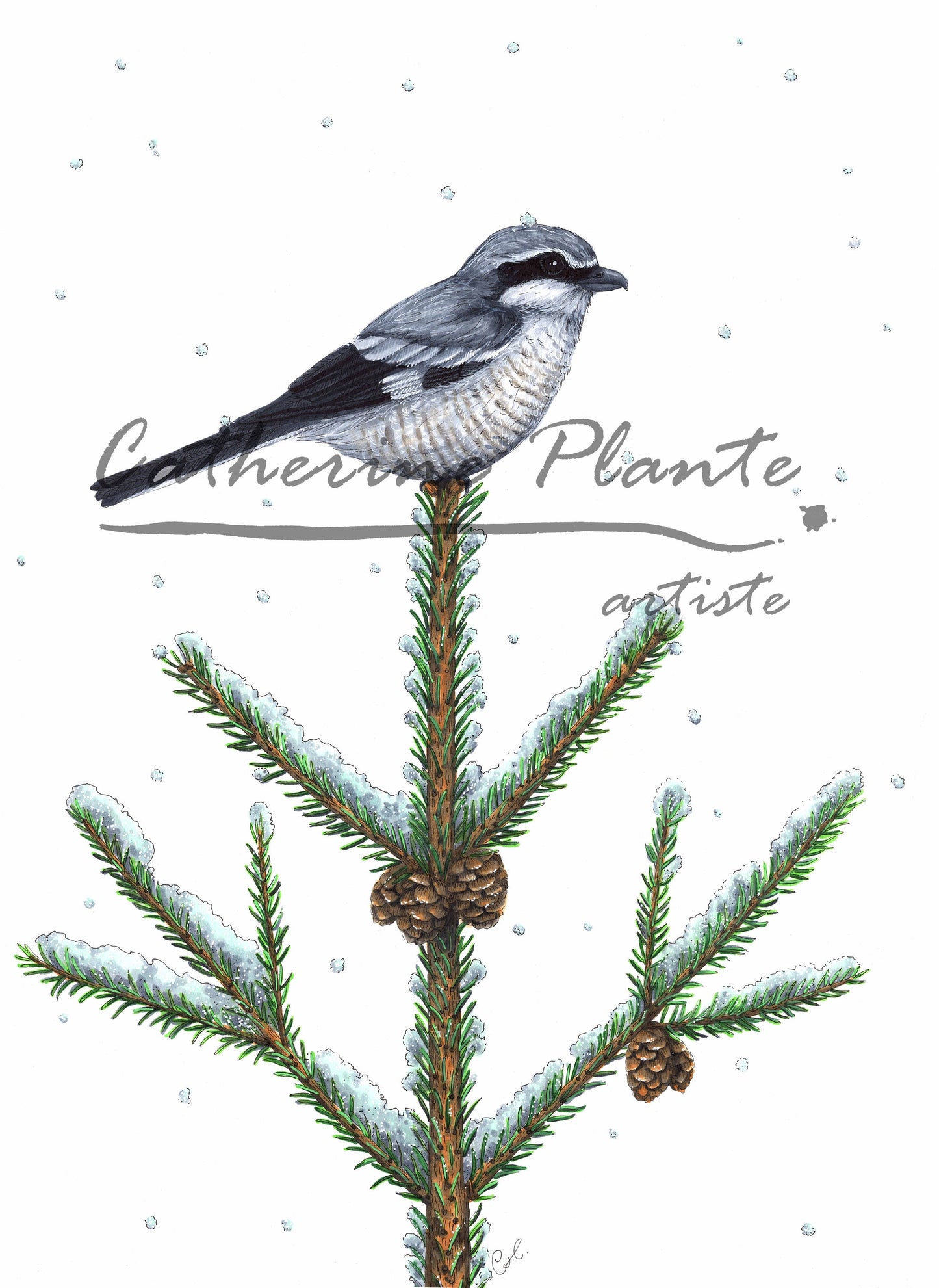 Grande illustration originale - Pie-grièche sous la neige