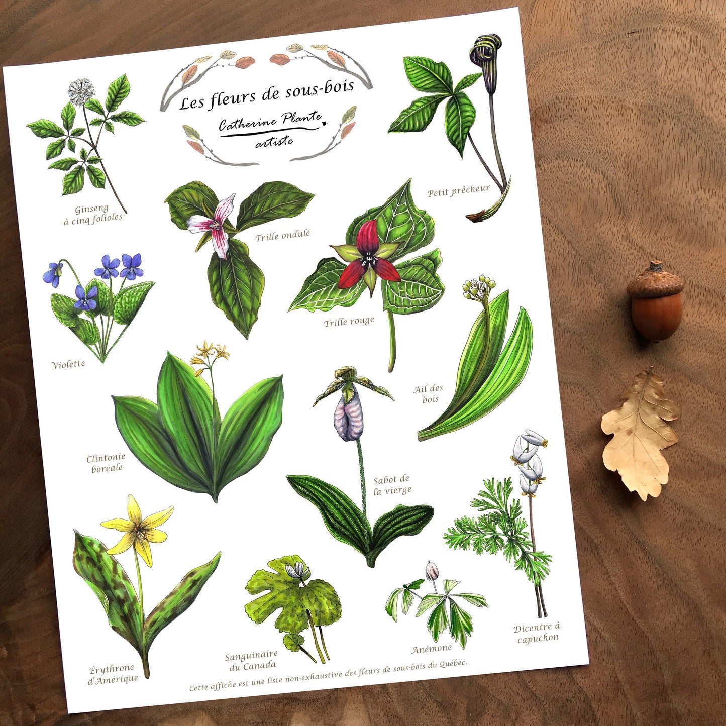 Affiche éducative - Les fleurs de sous-bois