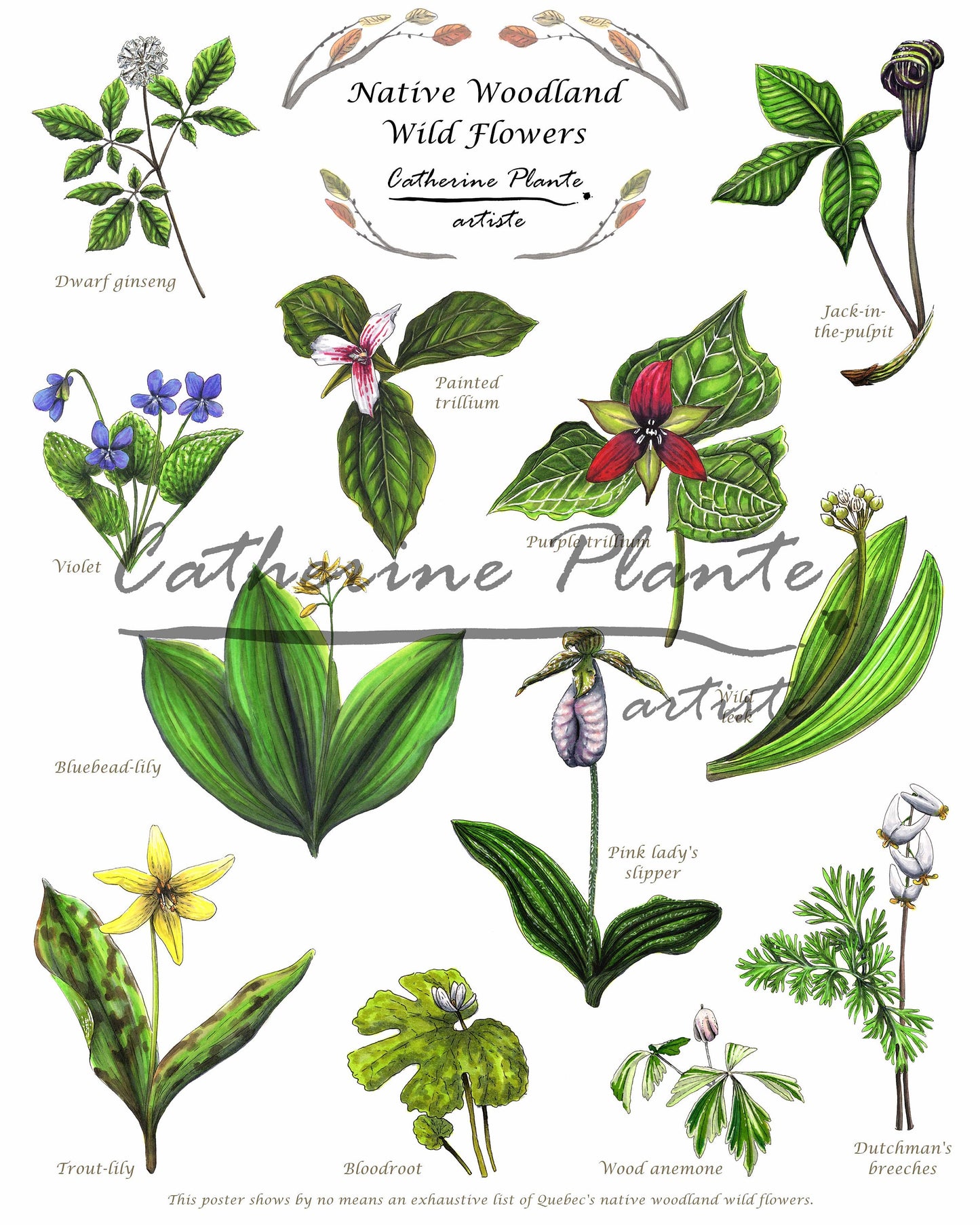 Affiche éducative - Les fleurs de sous-bois