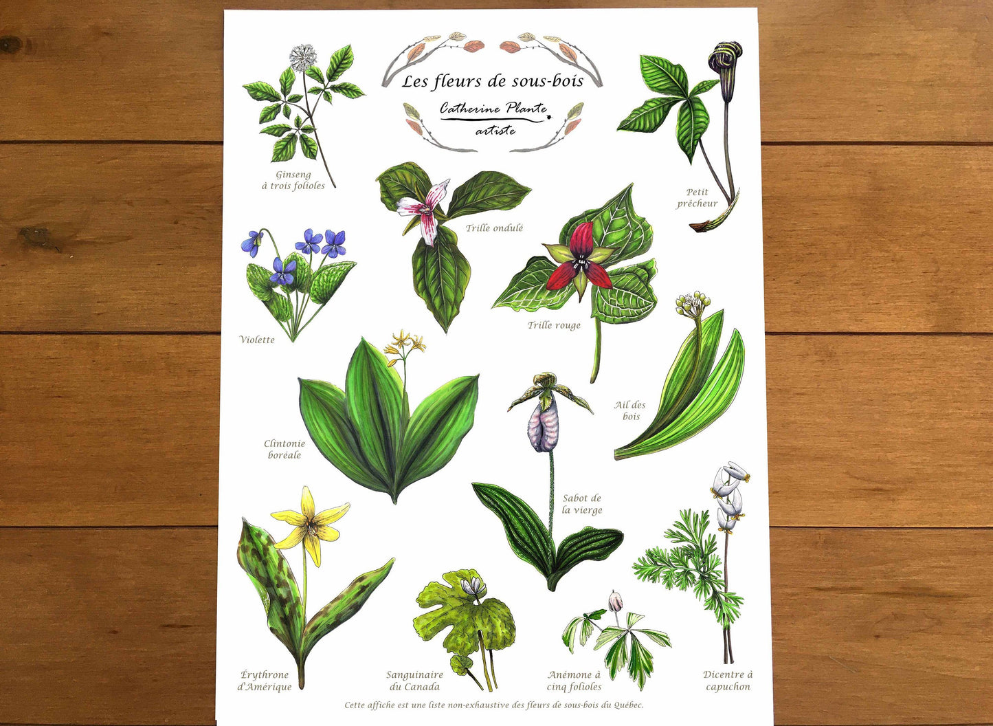 Affiche éducative - Les fleurs de sous-bois
