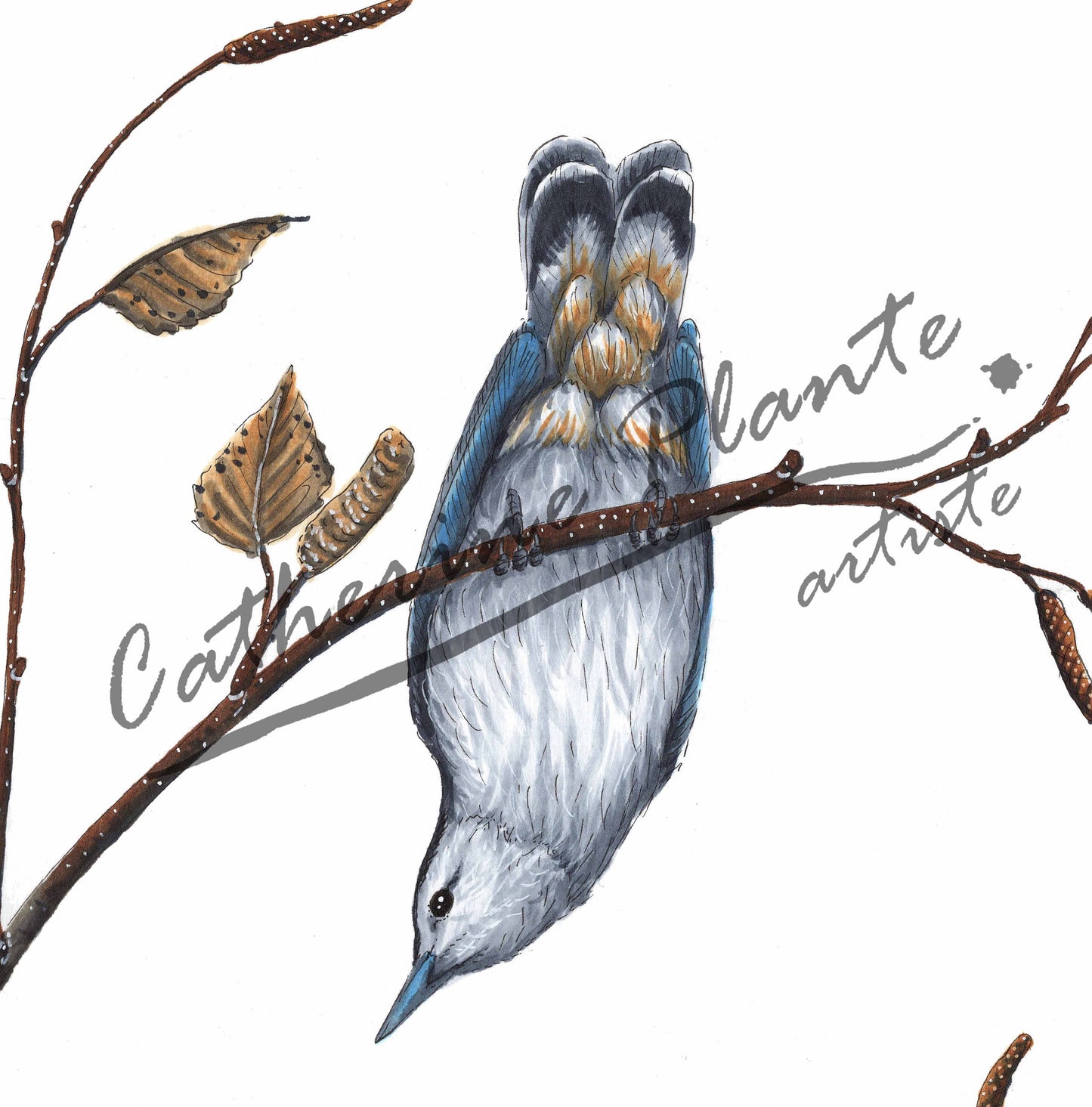 Large original illustration - The Nuthatches and the Birch