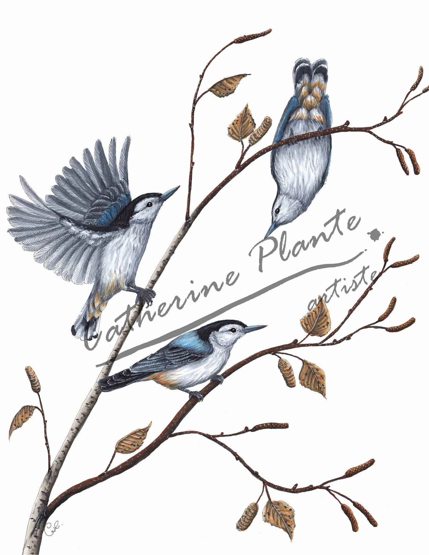 Large original illustration - The Nuthatches and the Birch